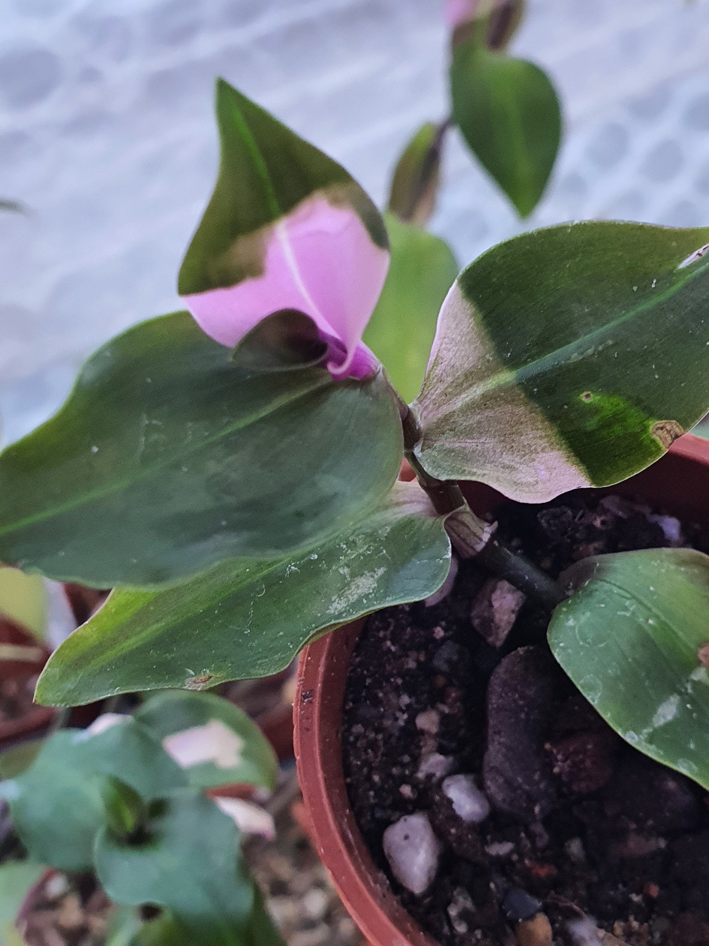 Tradescantia 'Blushing Bride'   (Wondering Dew - Blushing Bride)