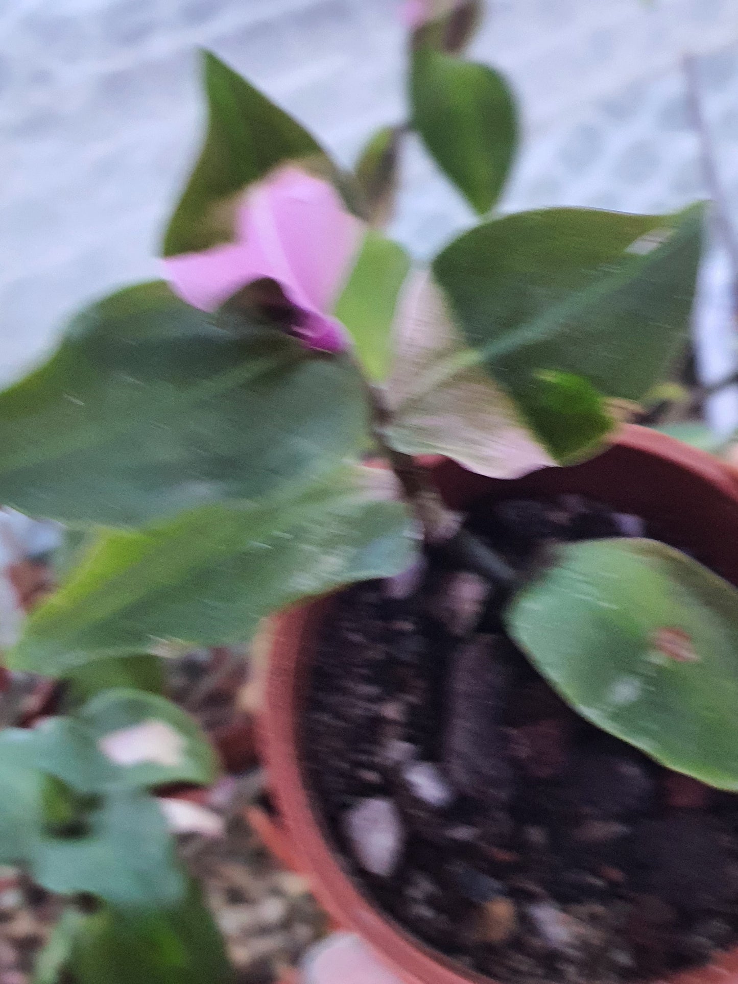 Tradescantia 'Blushing Bride'   (Wondering Dew - Blushing Bride)