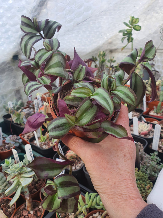 Tradescantia 'Silver Smudge'  Trailing Houseplant