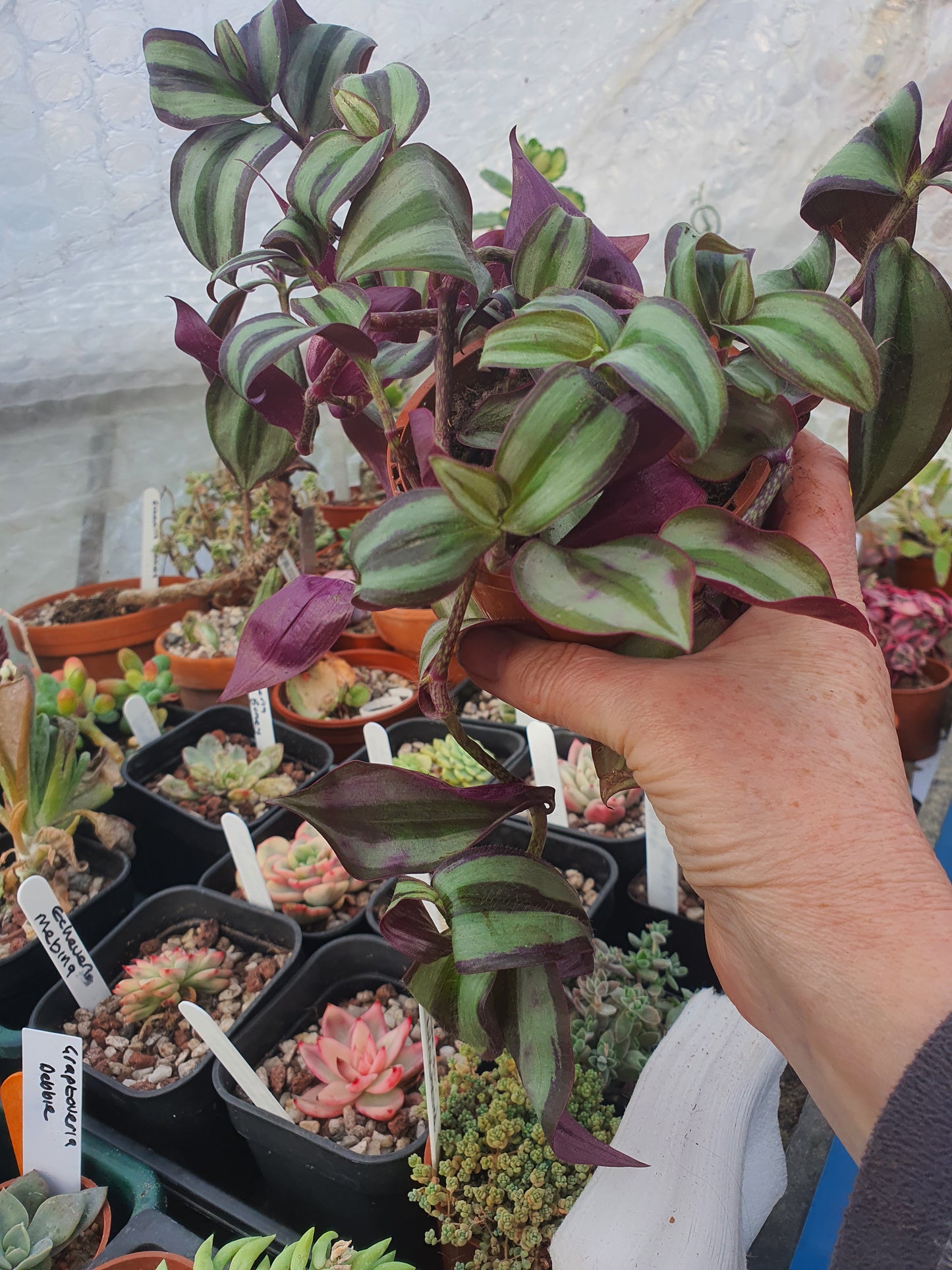 Tradescantia 'Silver Smudge'  Trailing Houseplant