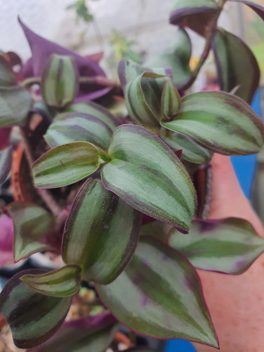 Tradescantia 'Silver Smudge'  Trailing Houseplant - UK grown houseplant - Barney Plants