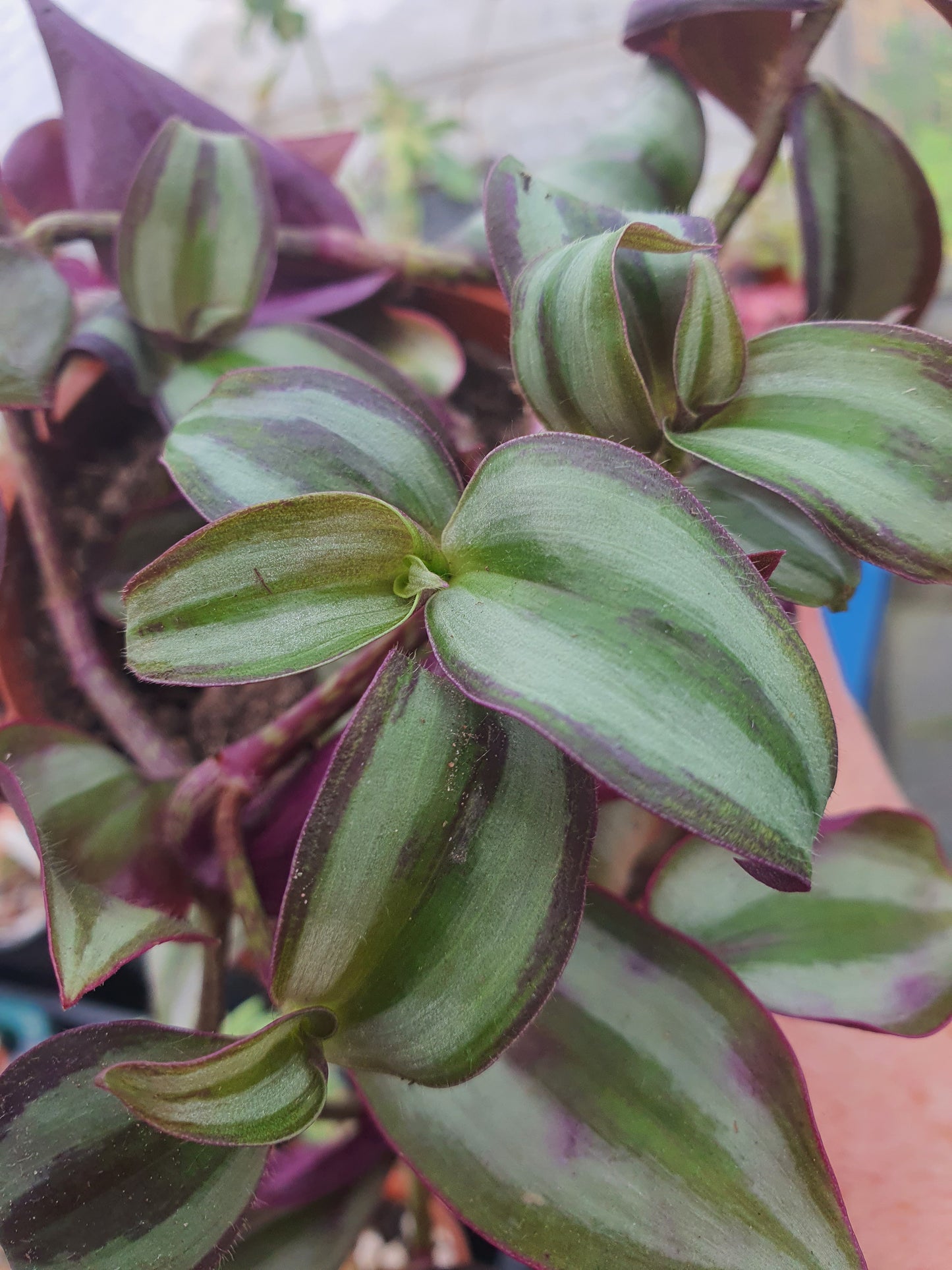 Tradescantia zebrina ‘Silver Smudge'   - Wandering Dude - Cutting