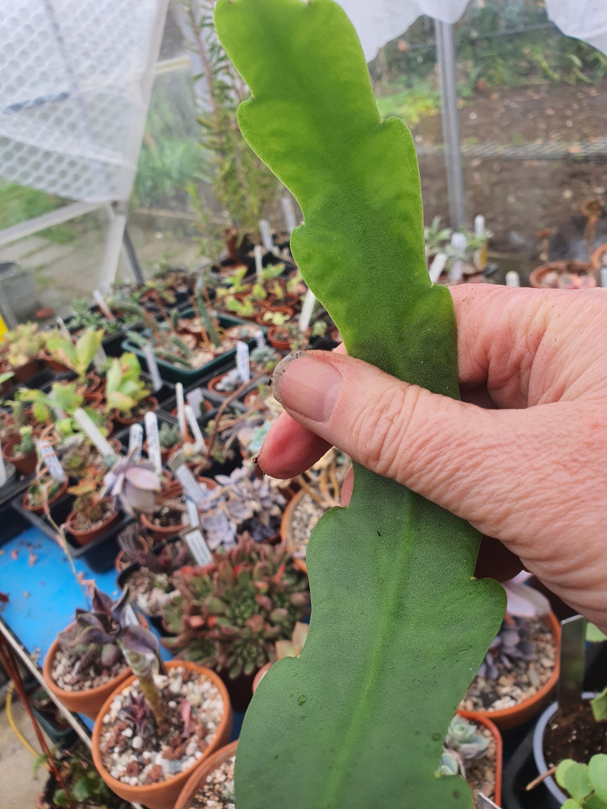 Epiphyllum hybrid(s) selection -  Cuttings - UK grown houseplant - Barney Plants