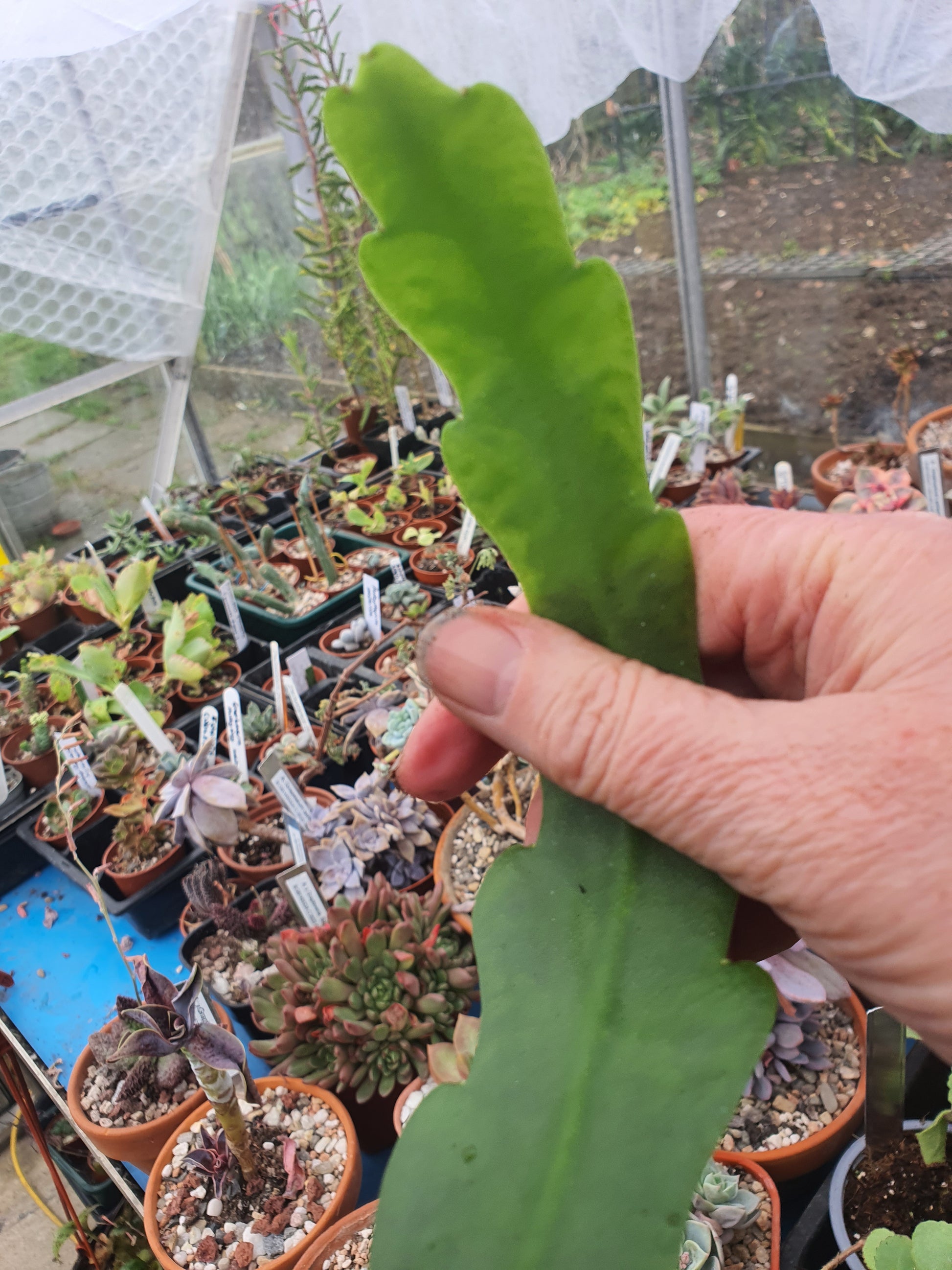 Epiphyllum hybrid(s) selection -  Cuttings - UK grown houseplant - Barney Plants