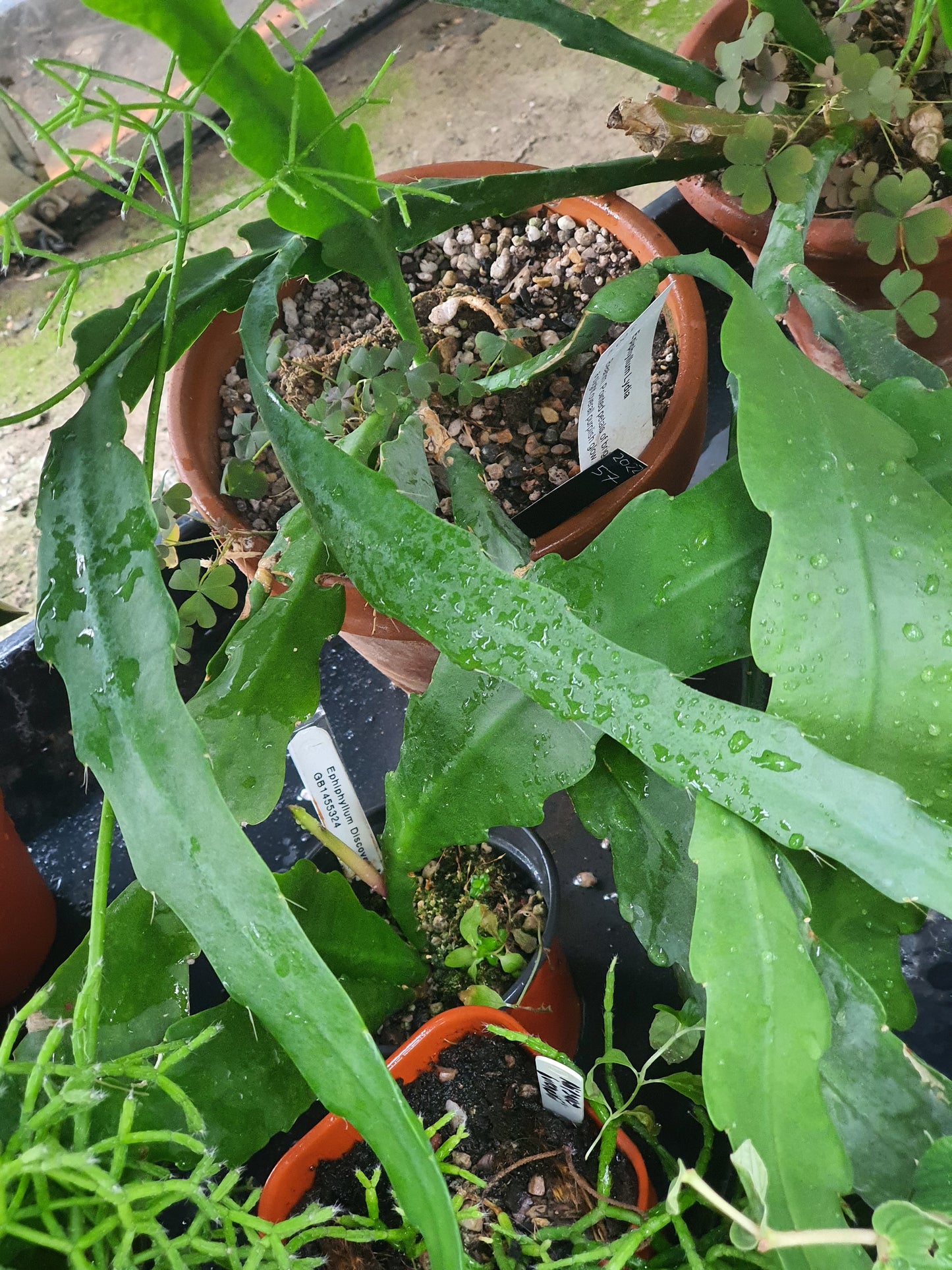 Epiphyllum hybrid(s) selection -  Cuttings - UK grown houseplant - Barney Plants