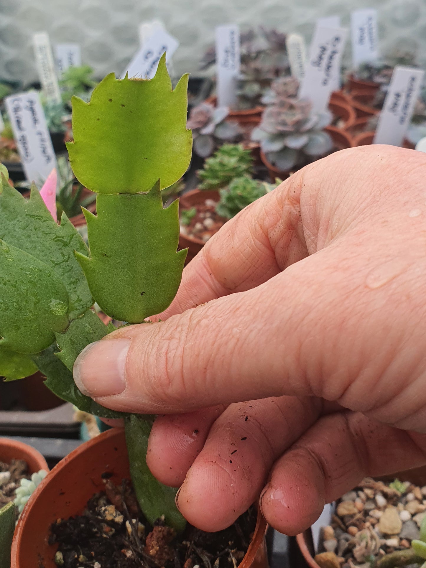Schlumbergera truncata 'Alceo' (False Christmas Cactus) Alceo