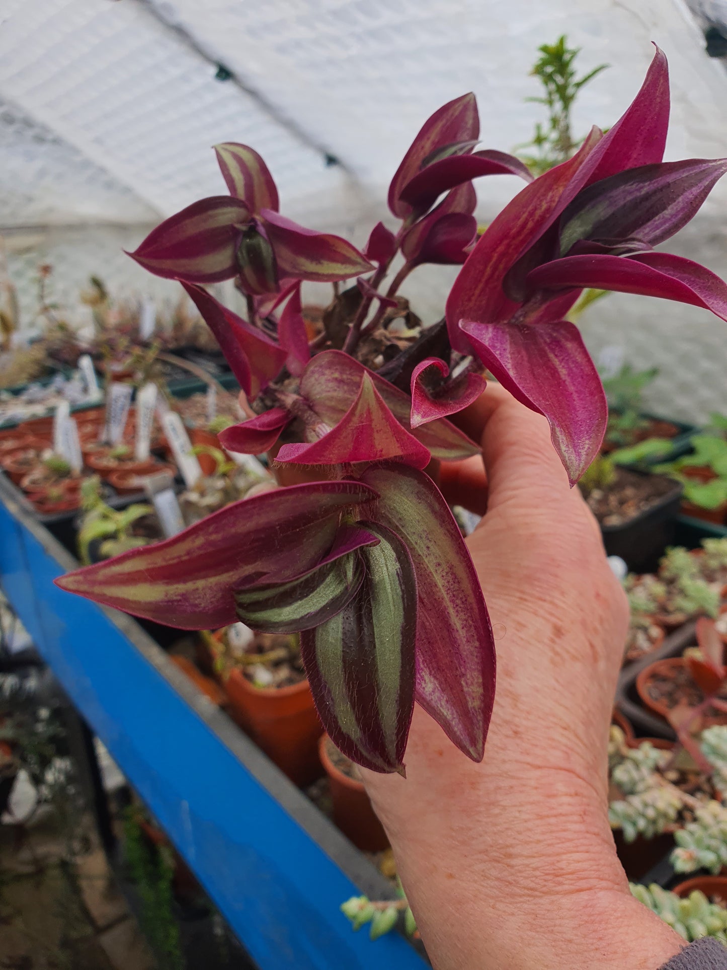 Tradescantia 'Silver Smudge'  Plug or Cutting