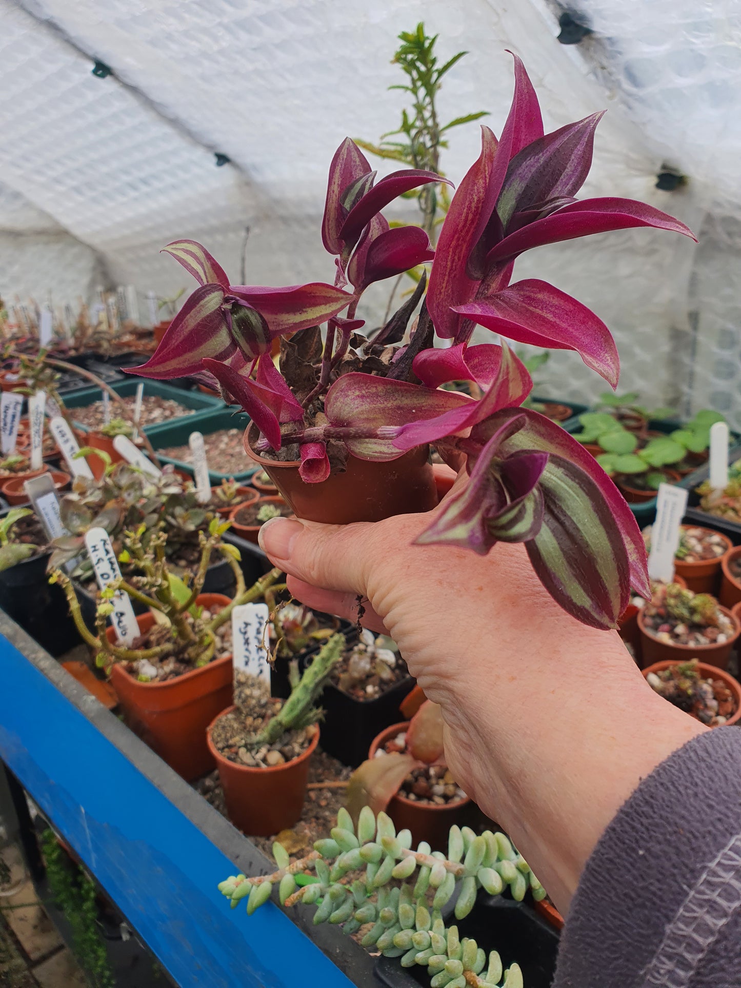 Trad Silver Smudge (feb )