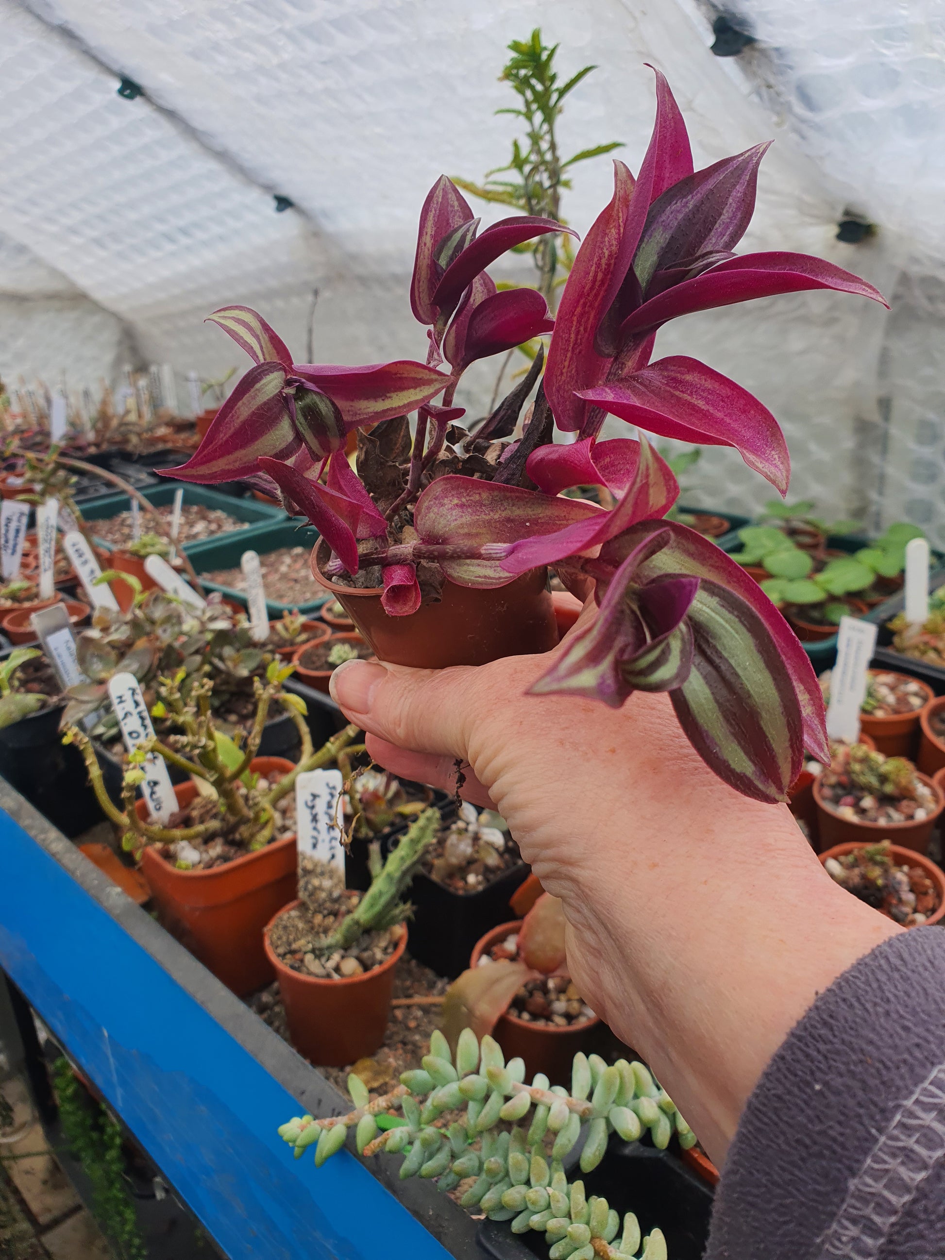 Trad Silver Smudge (feb )