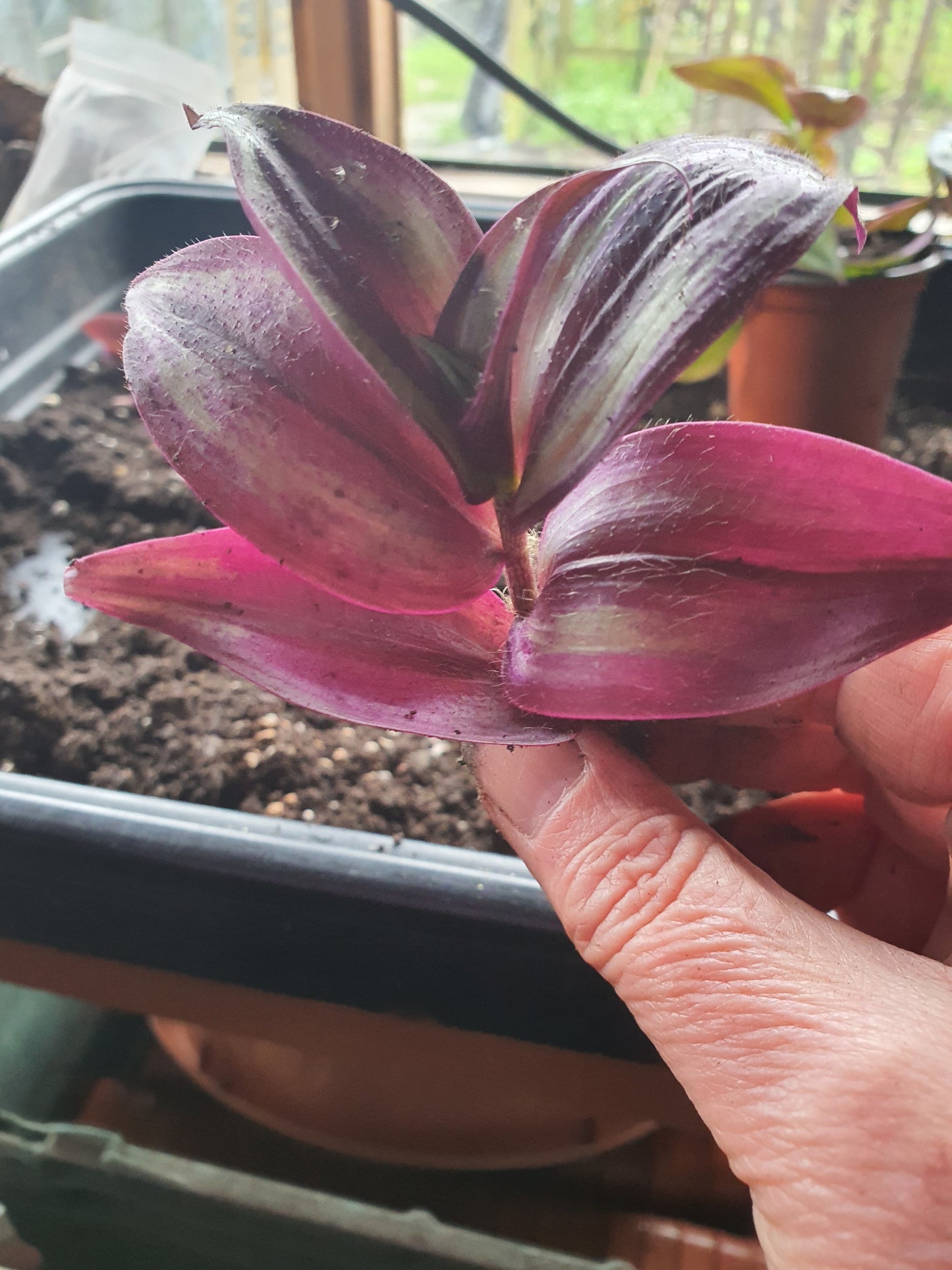 Tradescantia 'Silver Smudge'  Plug or Cutting