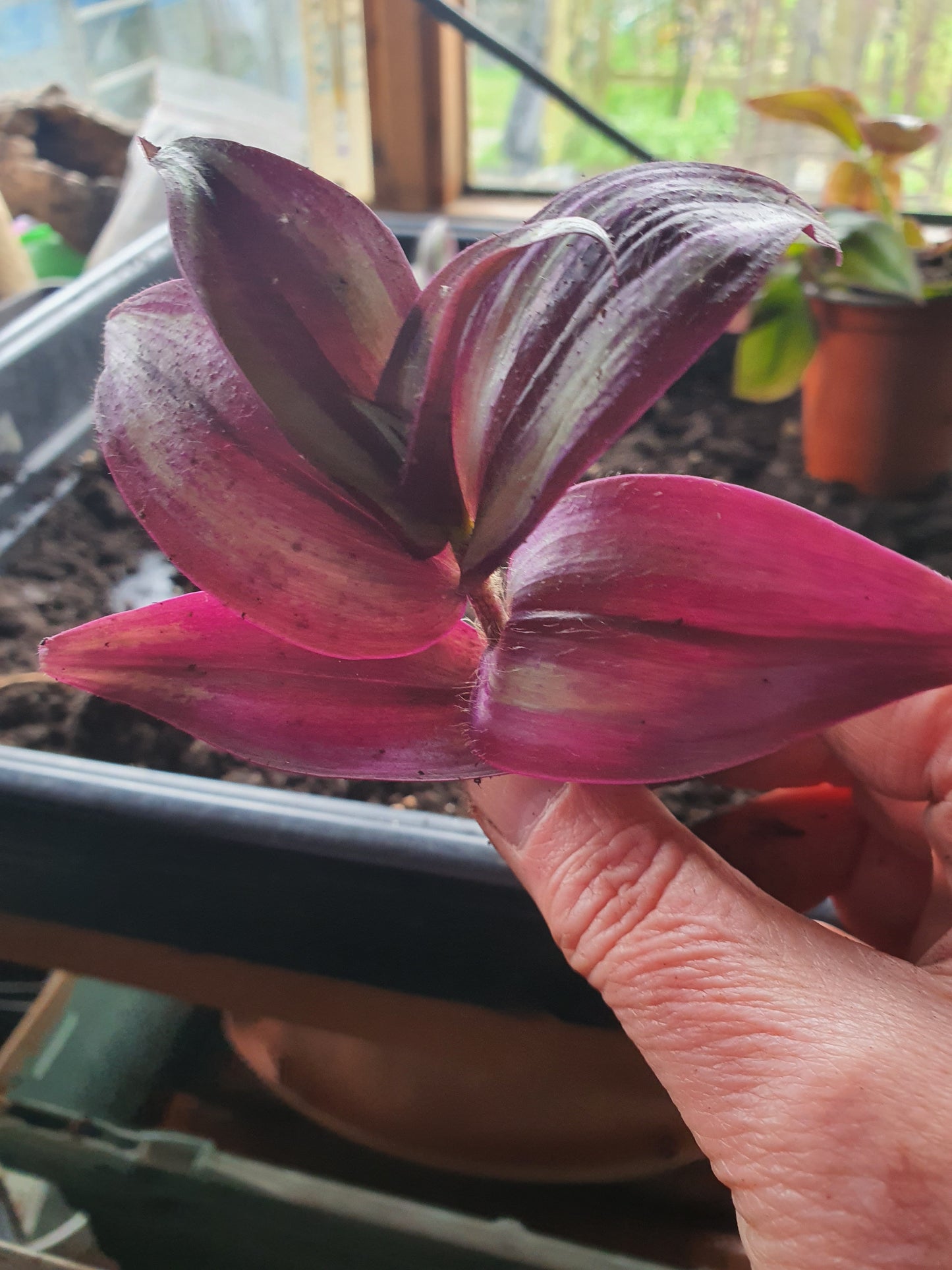 Tradescantia 'Silver Smudge'  Plug or Cutting