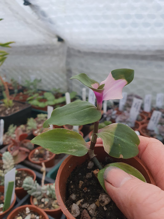 Tradescantia 'Blushing Bride'   (Wondering Dew - Blushing Bride)