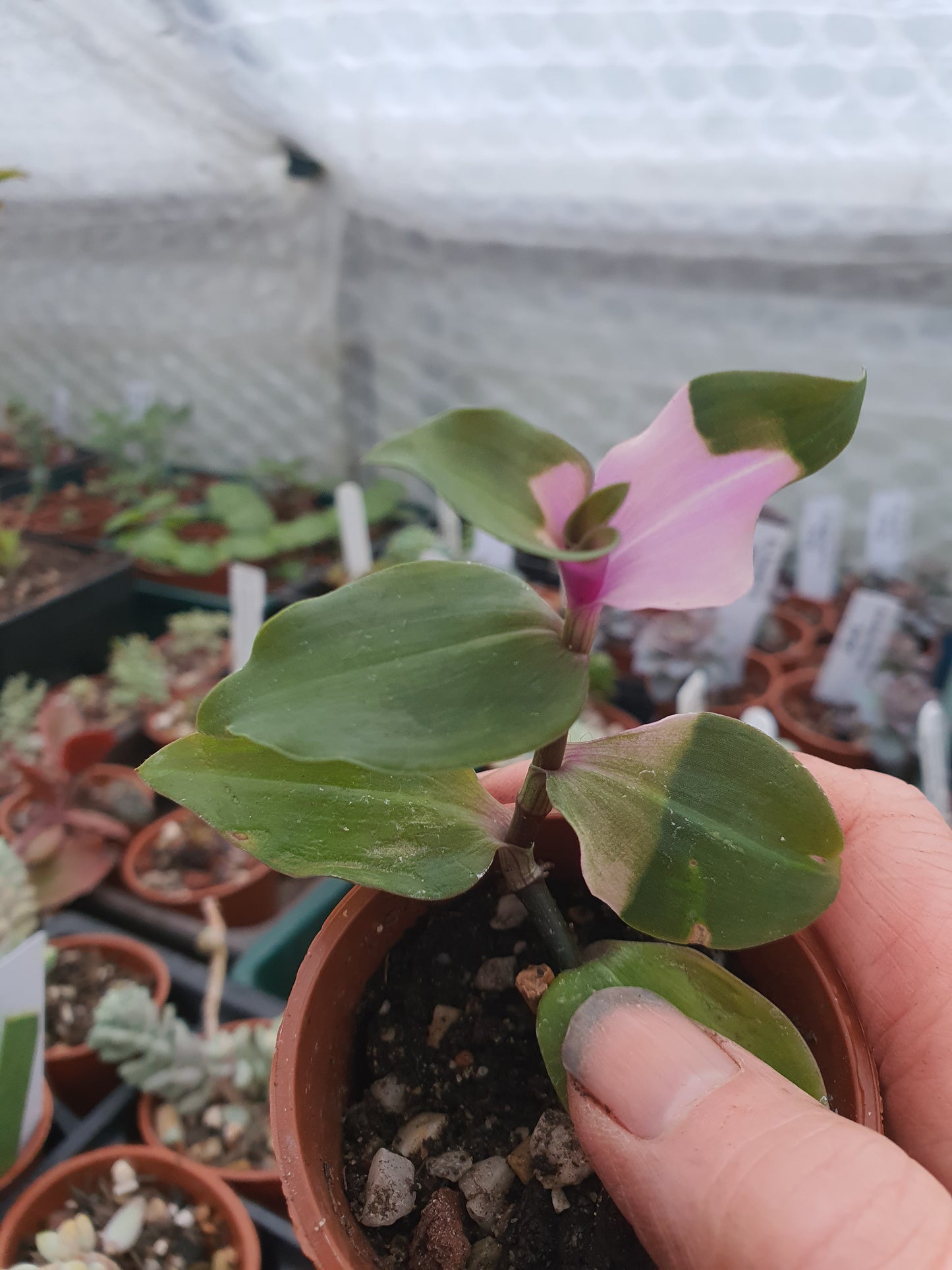 Tradescantia 'Blushing Bride'   (Wondering Dew - Blushing Bride)
