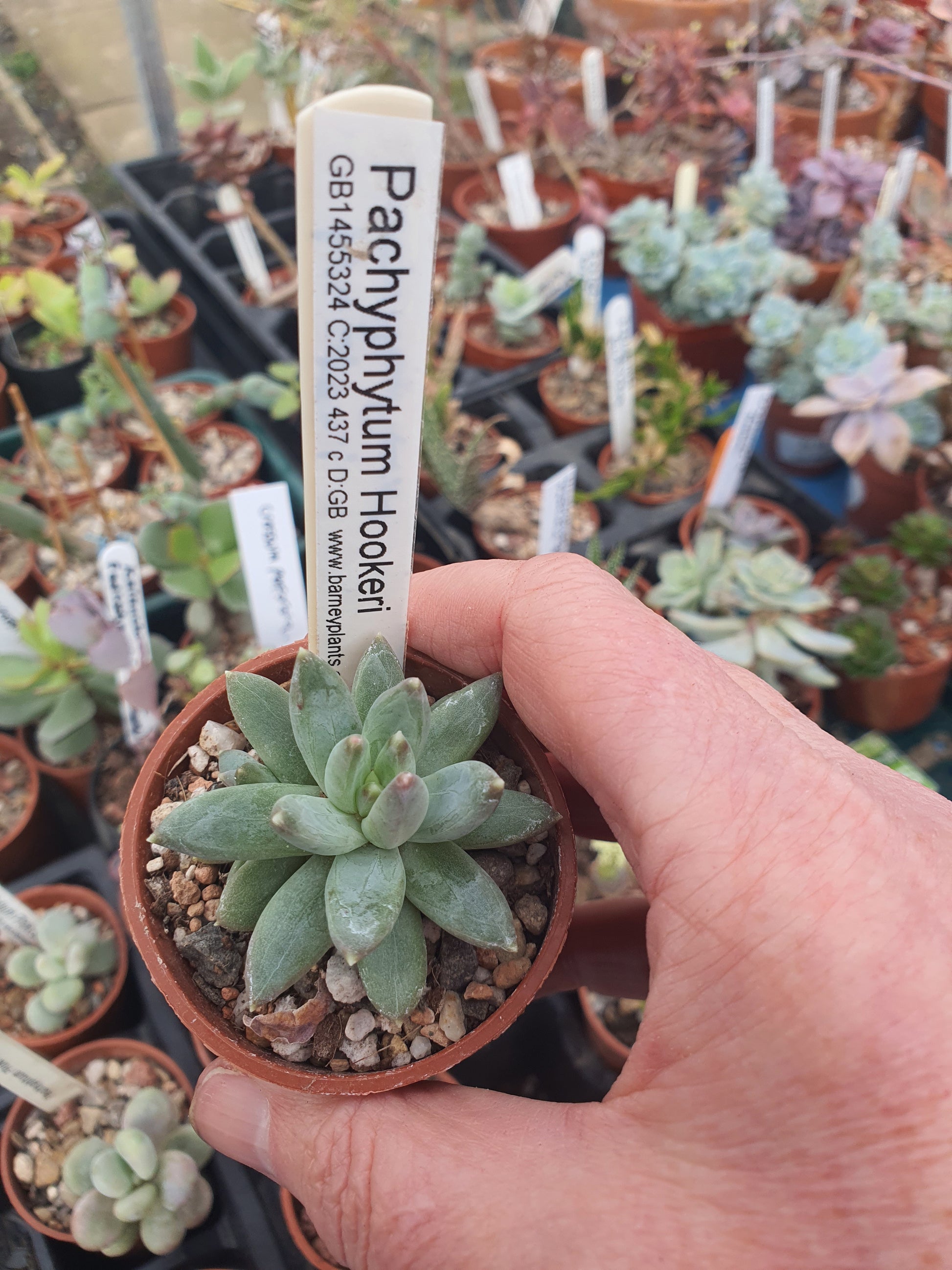 Pachyphytum hookeri - UK grown houseplant - Barney Plants