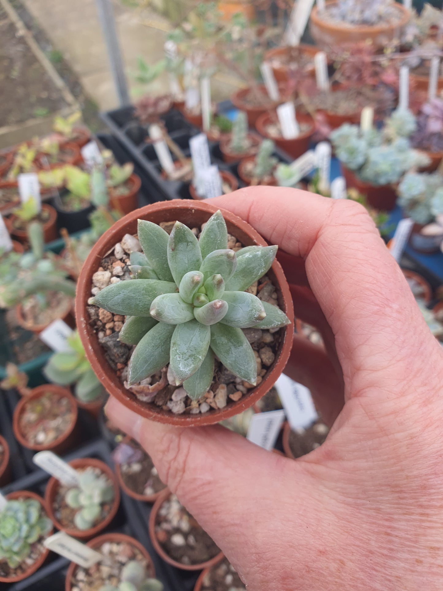 Pachyphytum hookeri - UK grown houseplant - Barney Plants