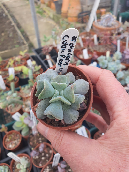 Echeveria 'Cubic Frost'