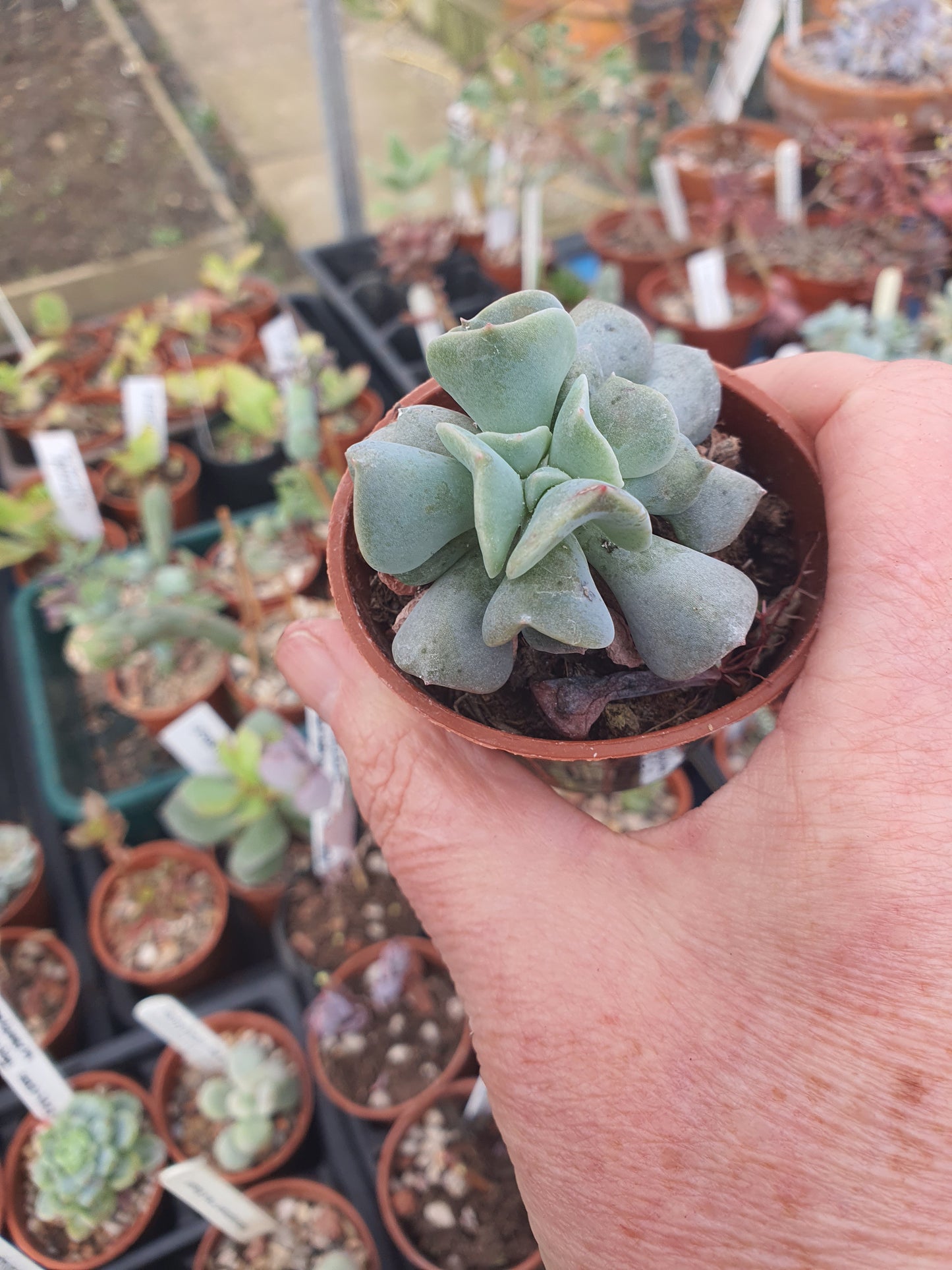 Echeveria 'Cubic Frost'