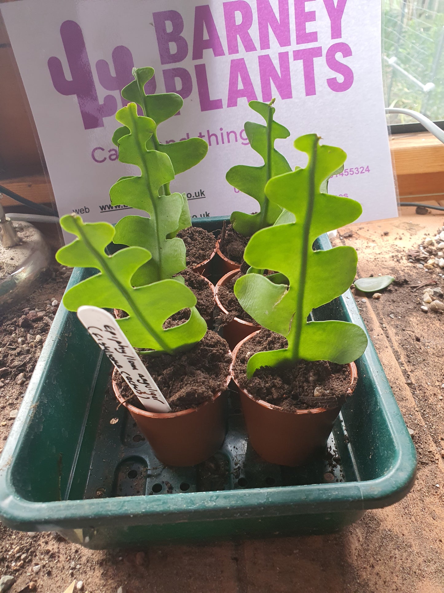 Discocactus anguliger / Epiphyllum anguliger  (Fishbone Cactus / Zig Zag Cactus)