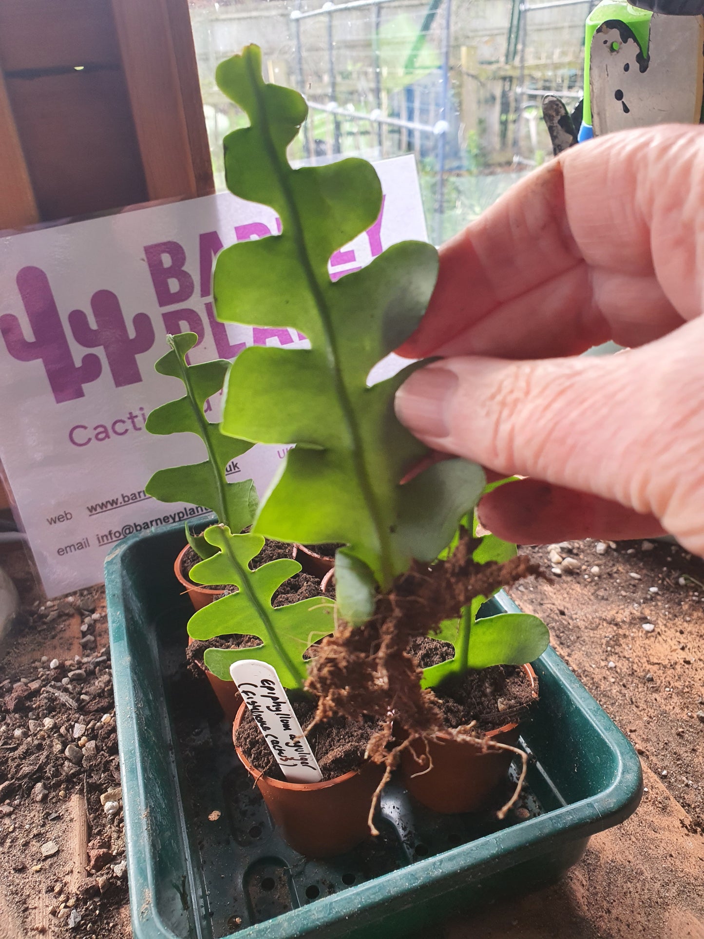 Discocactus anguliger / Epiphyllum anguliger  (Fishbone Cactus / Zig Zag Cactus)