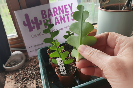 Discocactus anguliger / Epiphyllum anguliger  (Fishbone Cactus / Zig Zag Cactus)
