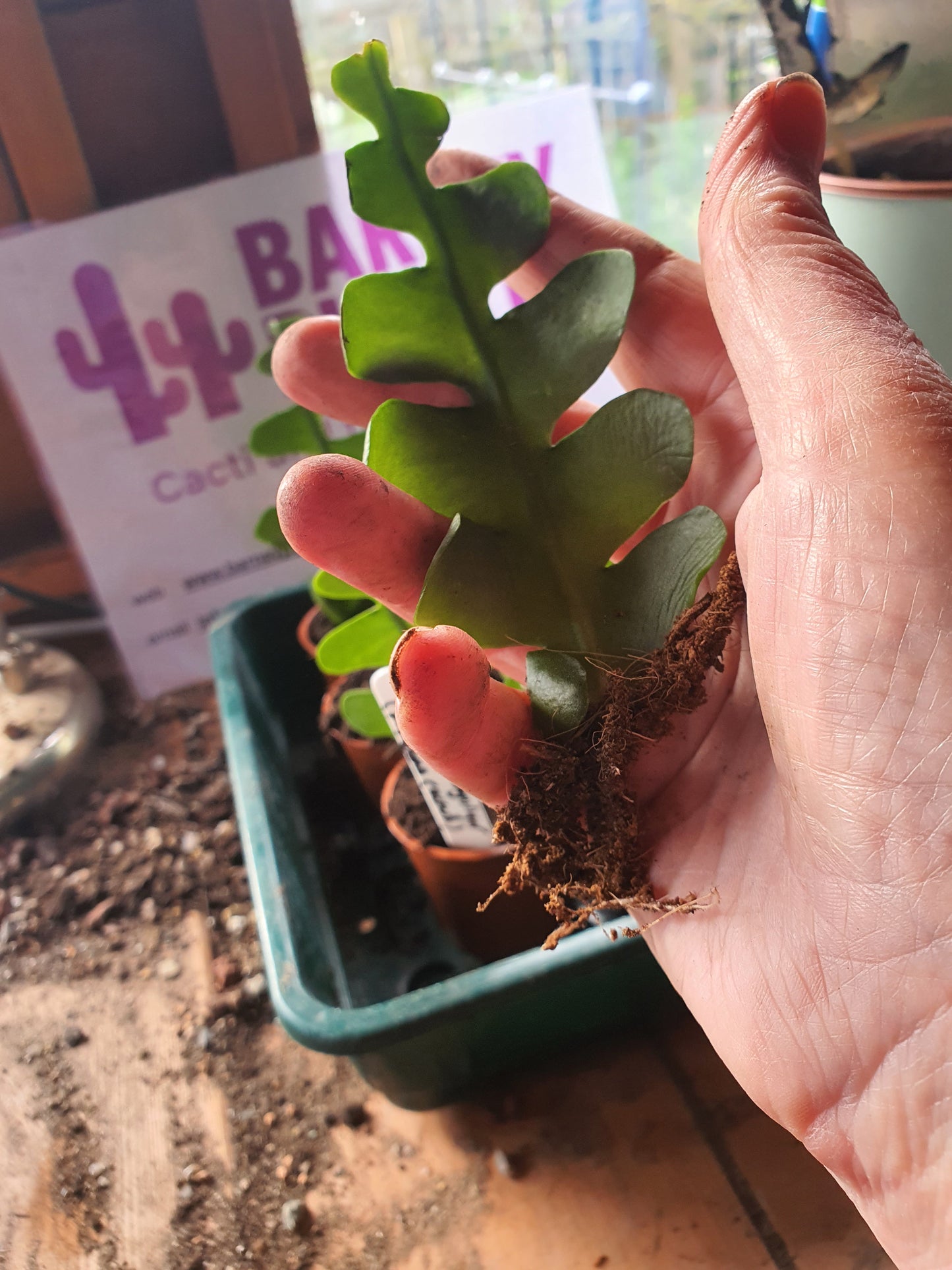 Discocactus anguliger / Epiphyllum anguliger  (Fishbone Cactus / Zig Zag Cactus)