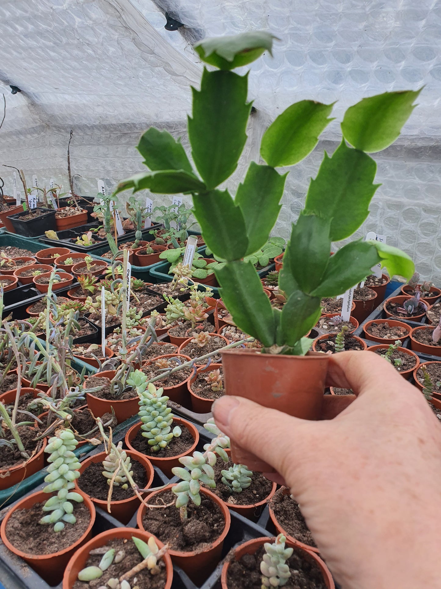 Schlumbergera truncata (False Christmas Cactus)Hybrids-Various Colours