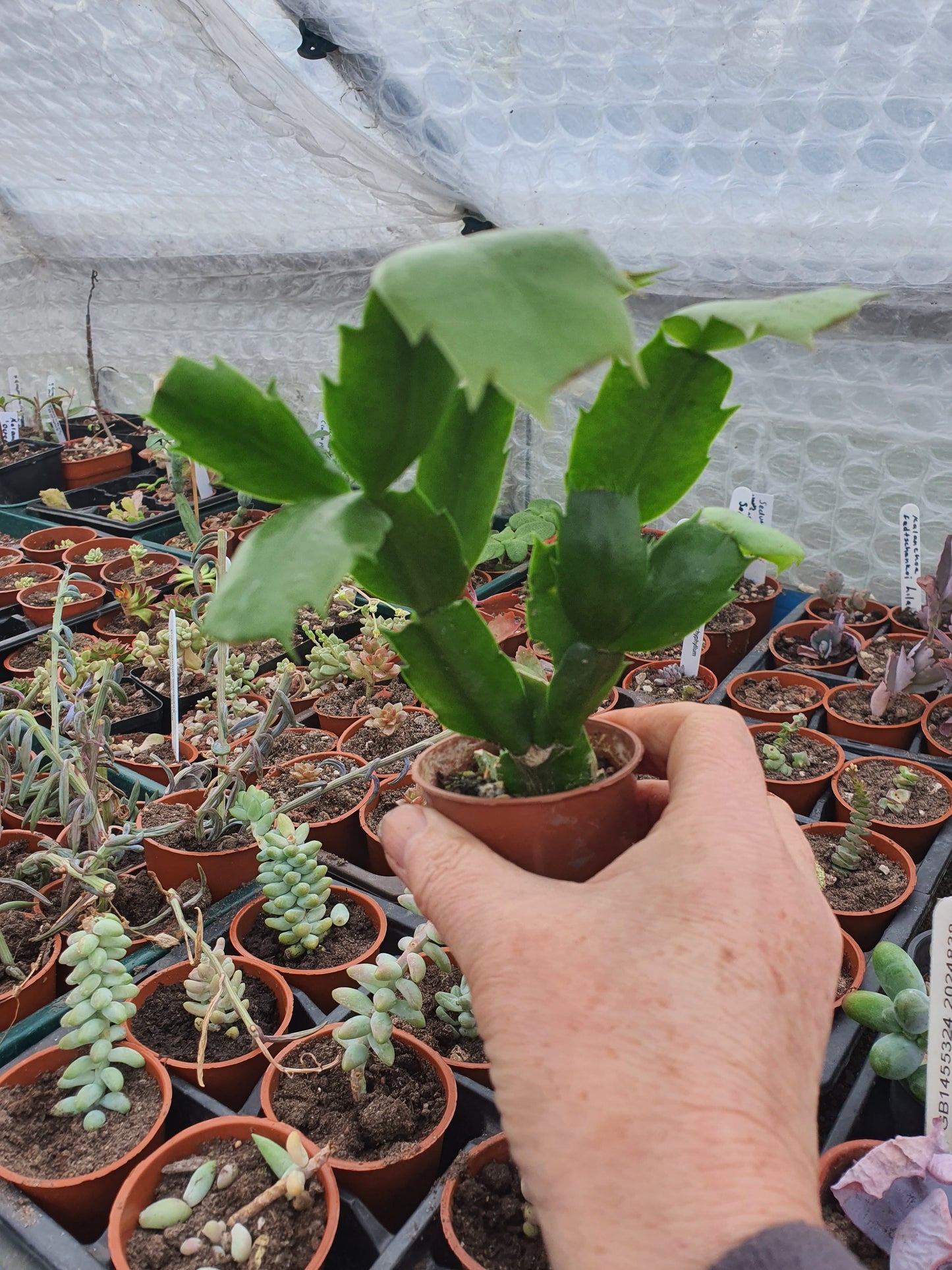 Schlumbergera truncata (False Christmas Cactus)Hybrids-Various Colours