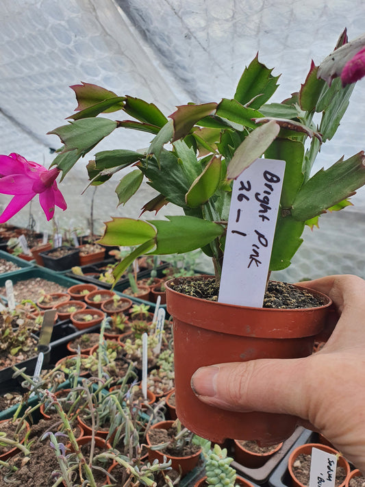 Schlumbergera truncata (False Christmas Cactus)Hybrids-Various Colours