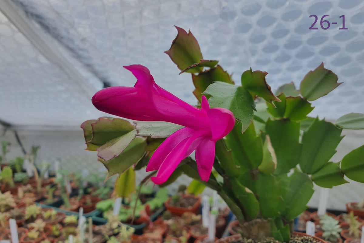 Schlumbergera truncata (False Christmas Cactus)Hybrids Various Colours- Cuttings - UK grown houseplant - Barney Plants