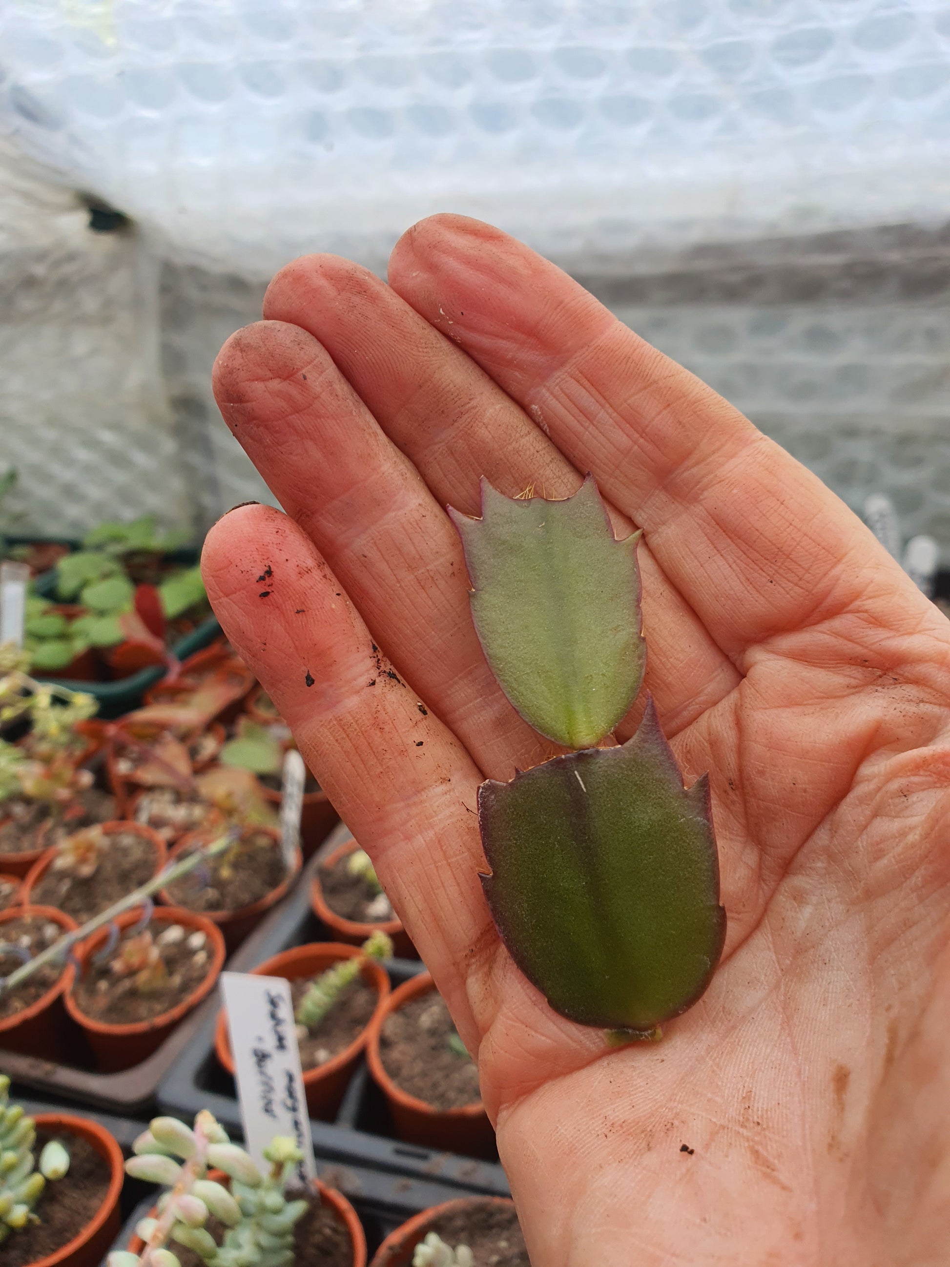 false christmas cactus Schlumbergera truncata (False Christmas Cactus)Various Hybrids Colours –  Barney Plants