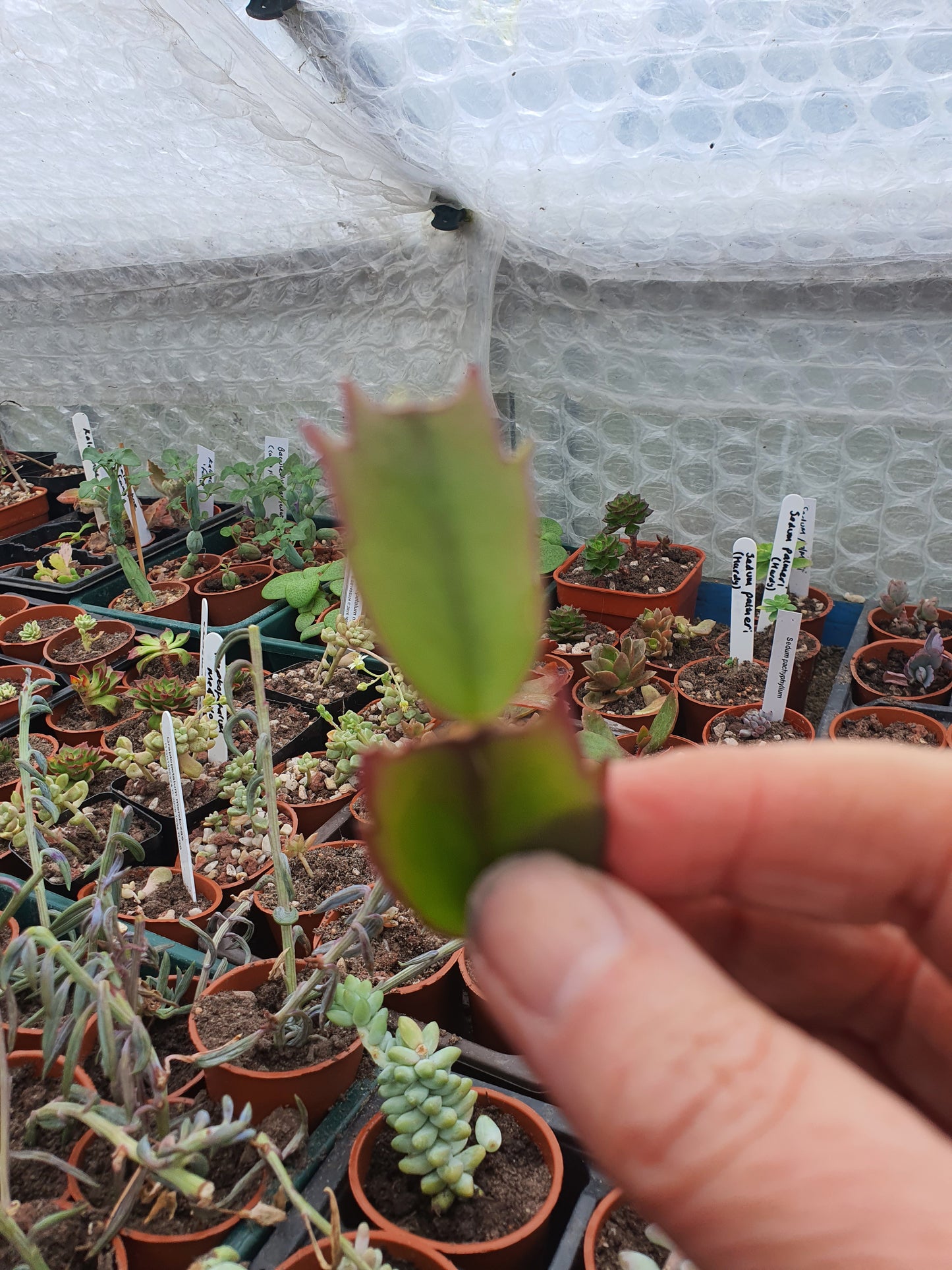 Schlumbergera truncata (False Christmas Cactus)Hybrids Various Colours- Cuttings - UK grown houseplant - Barney Plants