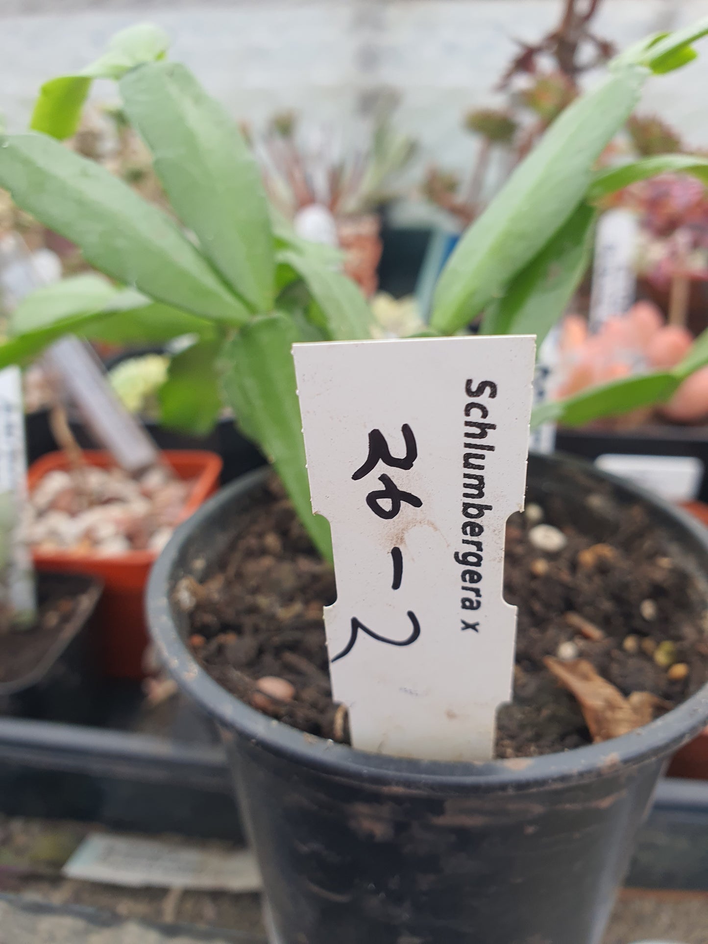 Schlumbergera x Hybrid - Cutting - UK grown houseplant - Barney Plants