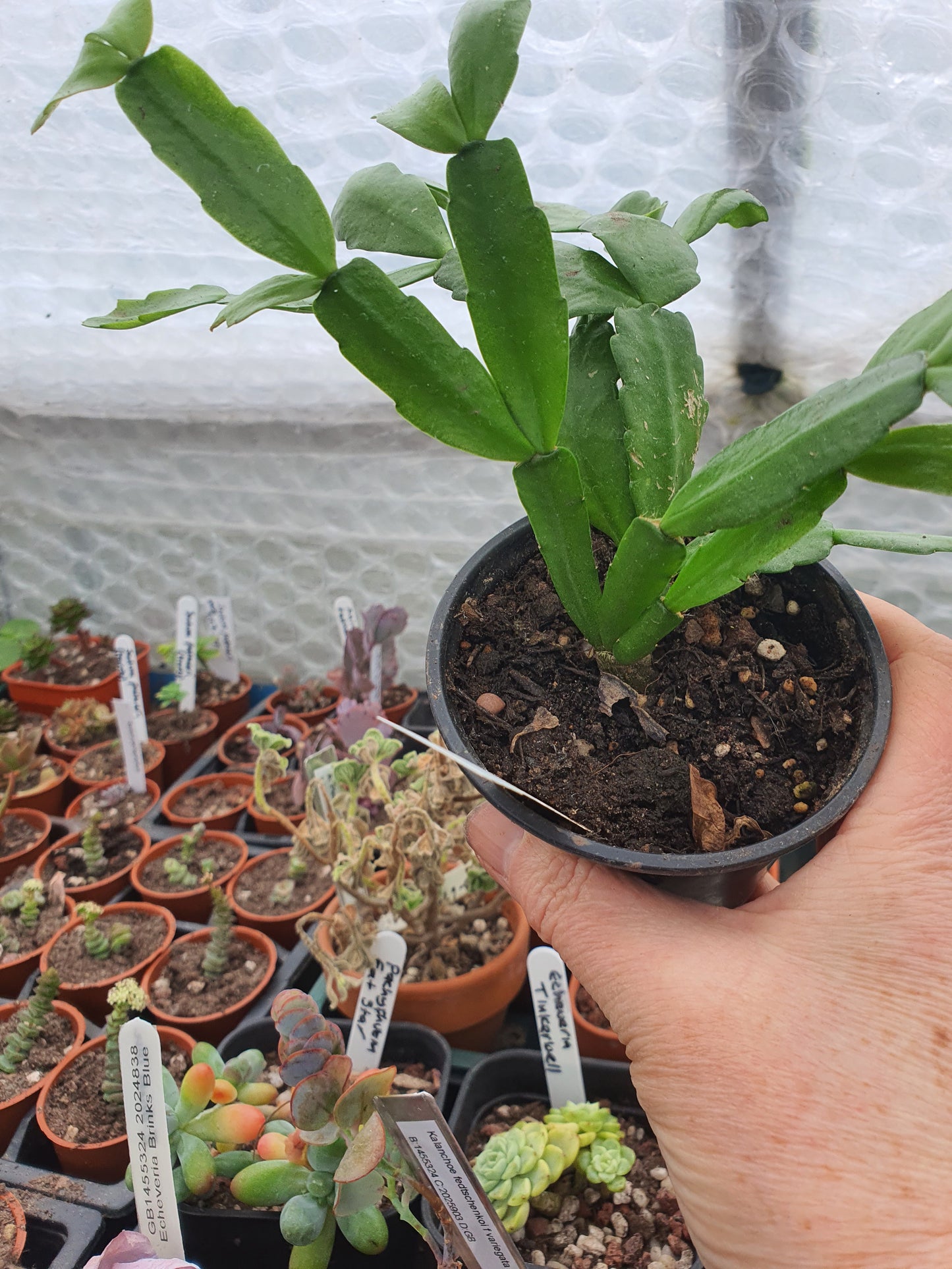Schlumbergera x Hybrid - Cutting - UK grown houseplant - Barney Plants
