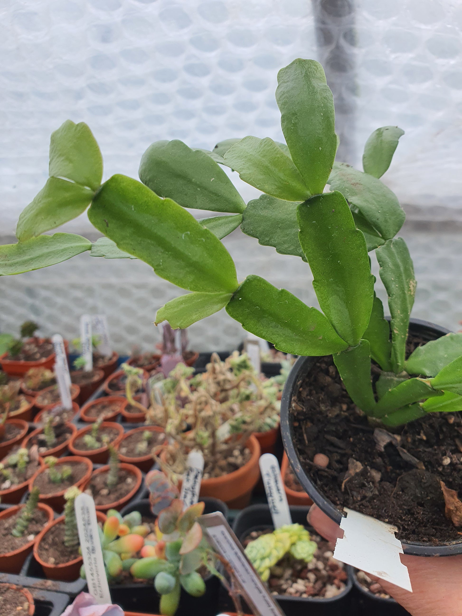 Schlumbergera x Hybrid - Cutting - UK grown houseplant - Barney Plants