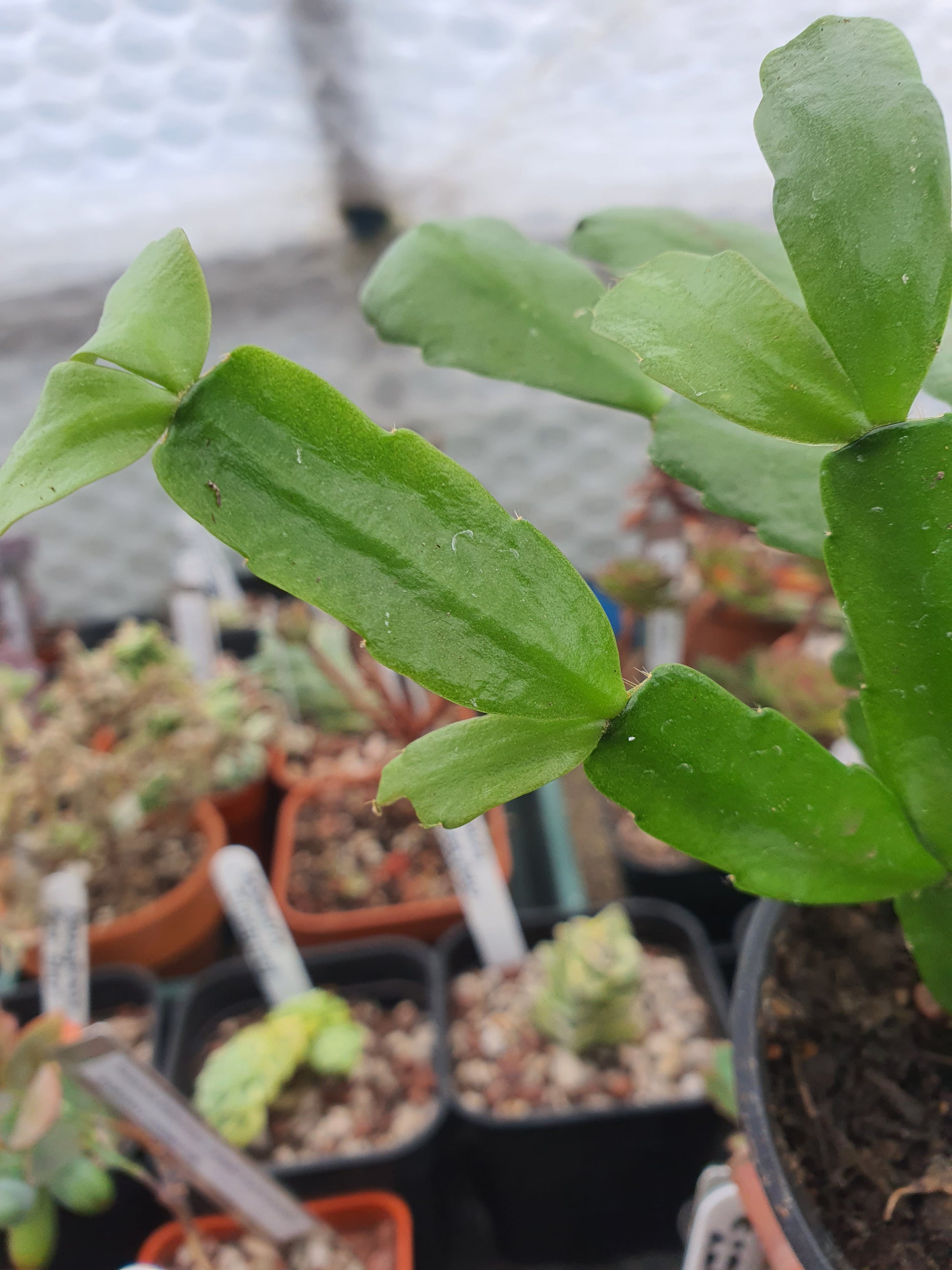 Schlumbergera x Hybrid - Cutting - UK grown houseplant - Barney Plants