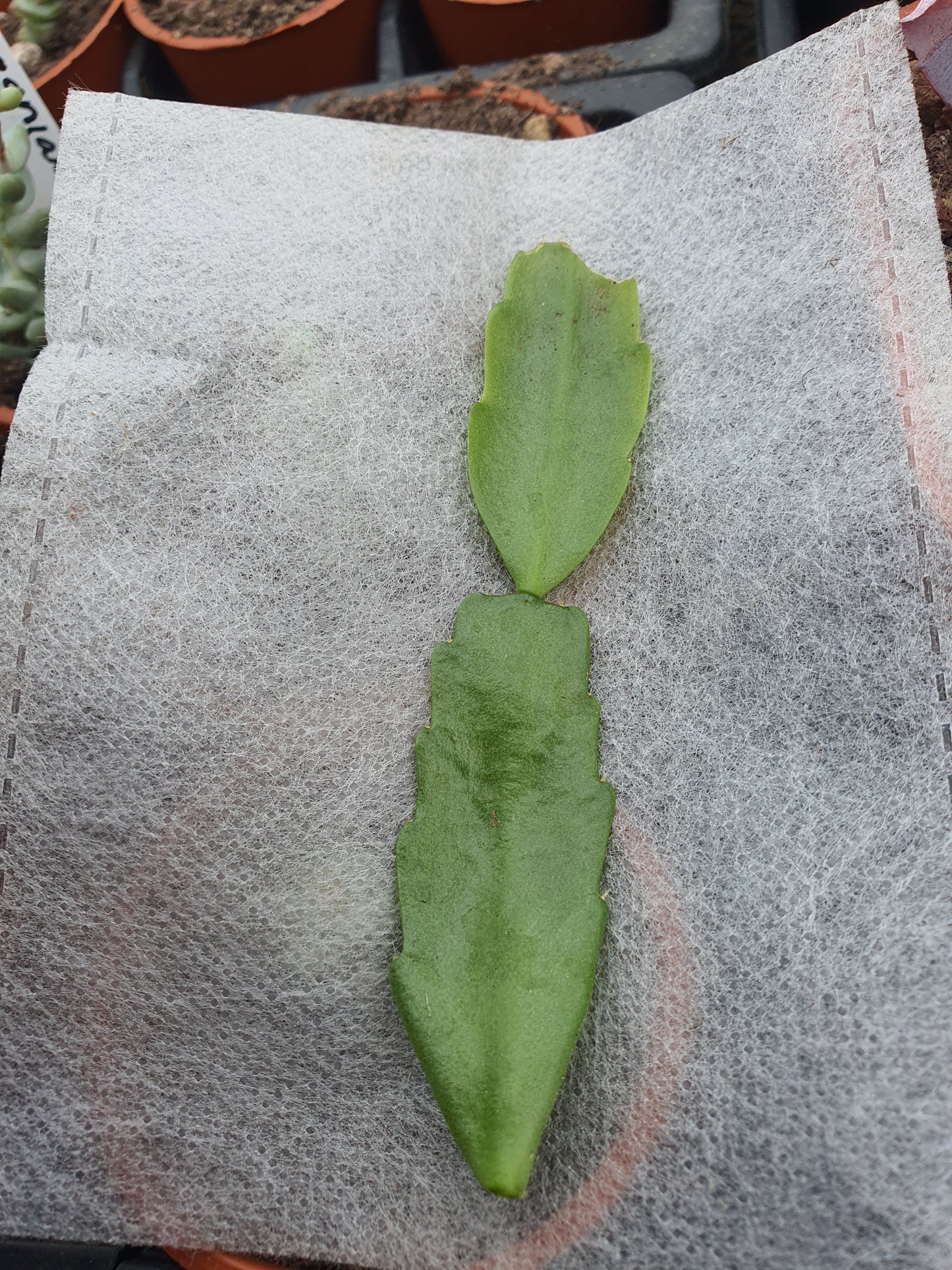 Schlumbergera x Hybrid - Cutting - UK grown houseplant - Barney Plants