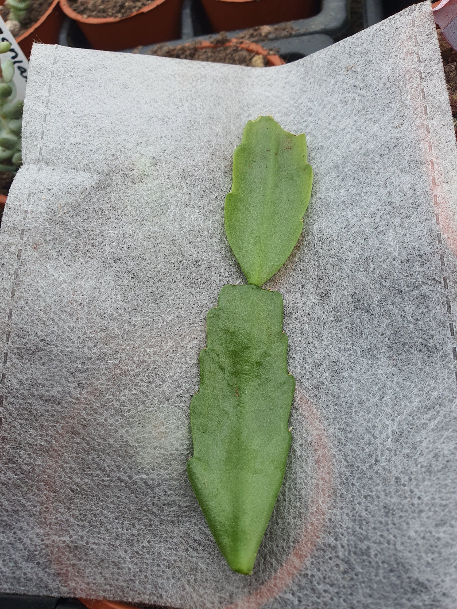 Schlumbergera x Hybrid - Cutting - UK grown houseplant - Barney Plants