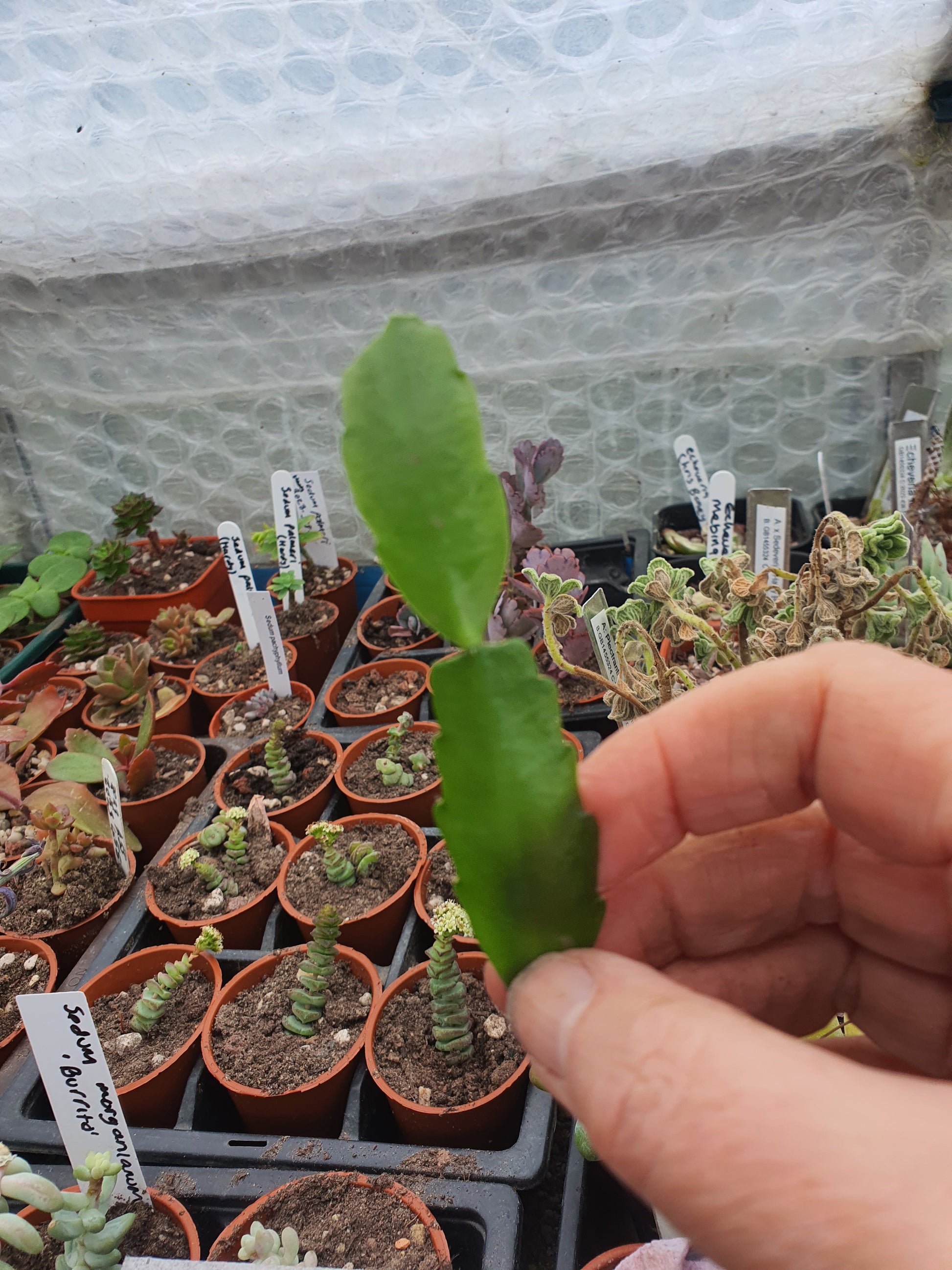 Schlumbergera x Hybrid - Cutting - UK grown houseplant - Barney Plants