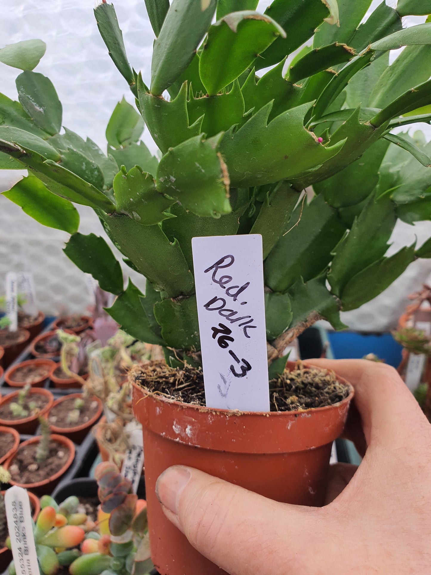 Schlumbergera truncata (False Christmas Cactus)Hybrids-Various Colours