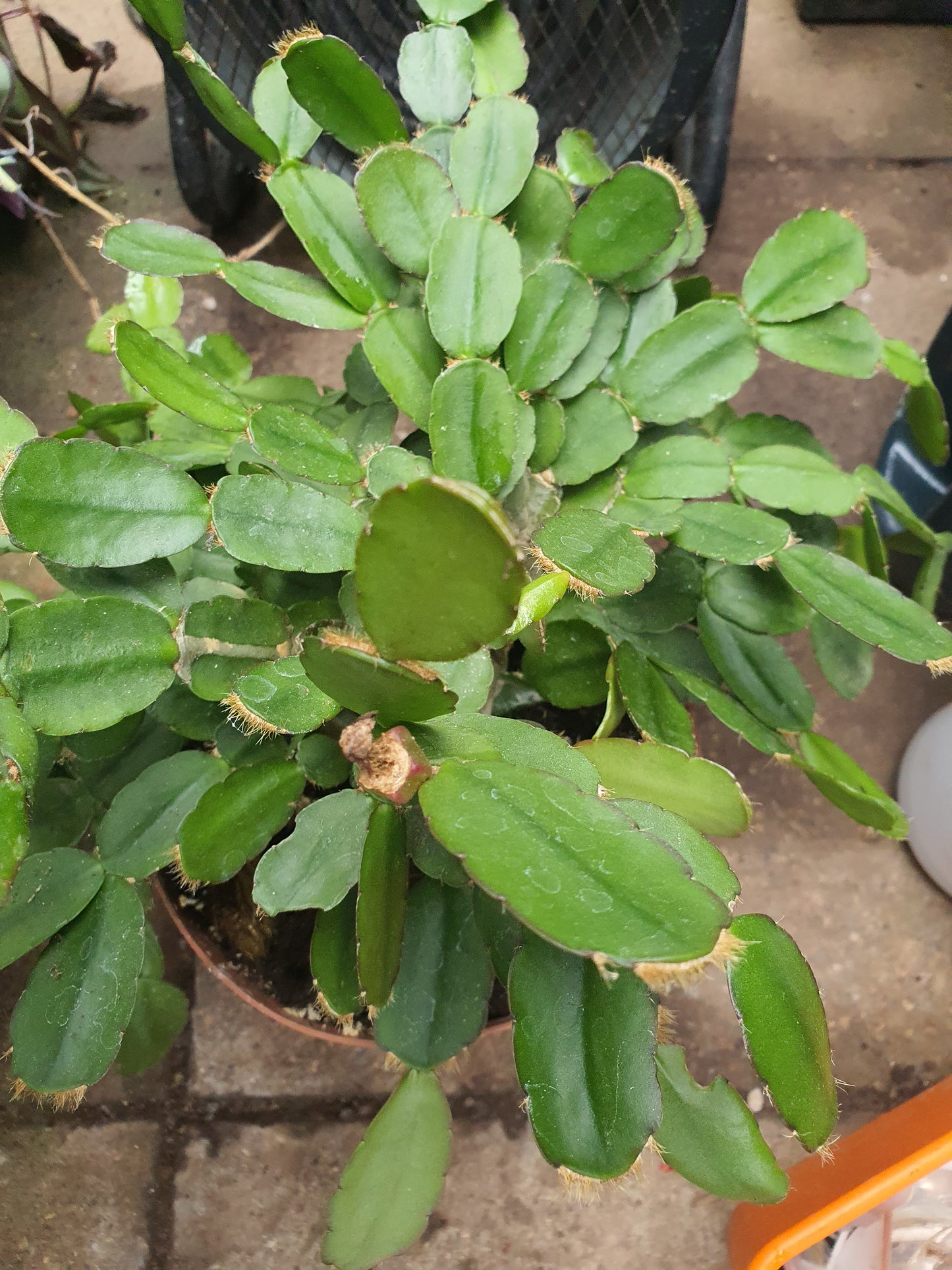 Schlumbergera truncata (False Christmas Cactus)Hybrids Various Colours- Cuttings - UK grown houseplant - Barney Plants