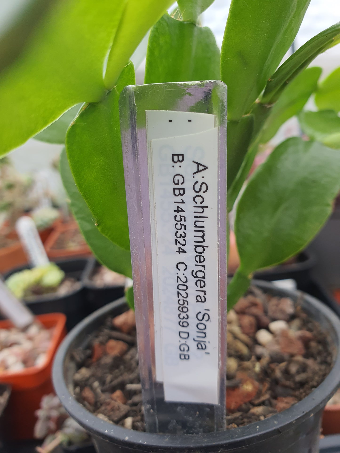 Schlumbergera truncata (False Christmas Cactus)Hybrids-Various Colours