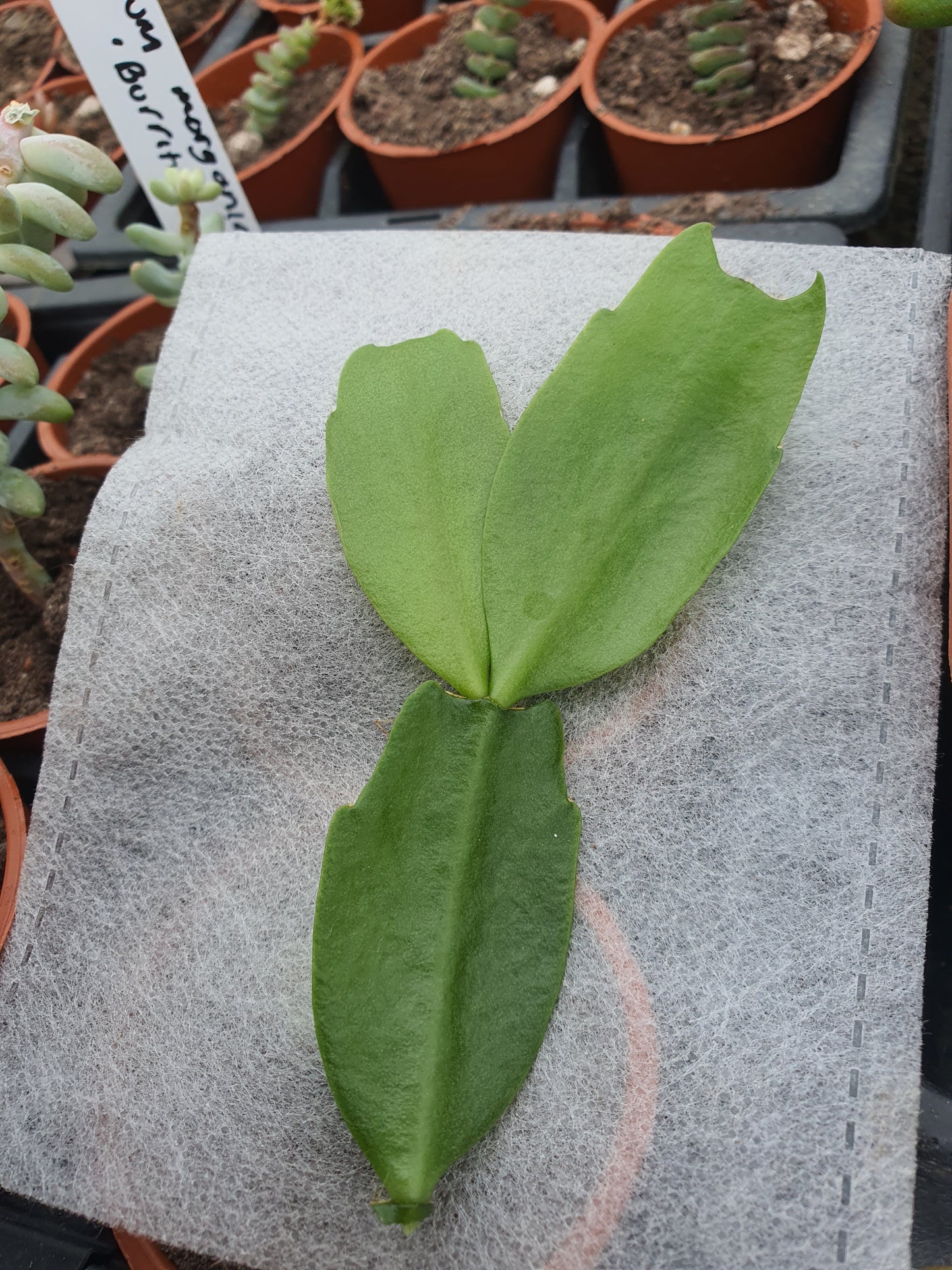 Schlumbergera truncata (False Christmas Cactus)Hybrids Various Colours- Cuttings - UK grown houseplant - Barney Plants