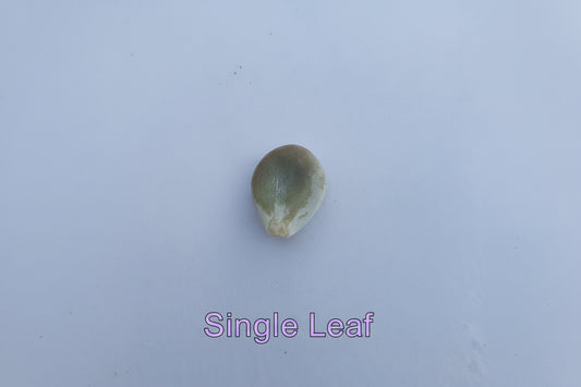 Pachyphytum oviferum (Moonstone) - Leaf to Grow