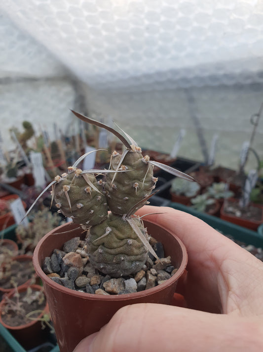 Tephrocactus articulatus Polycanthus  | Paper spined cactus| 🇬🇧 UK grown - UK grown houseplant - Barney Plants