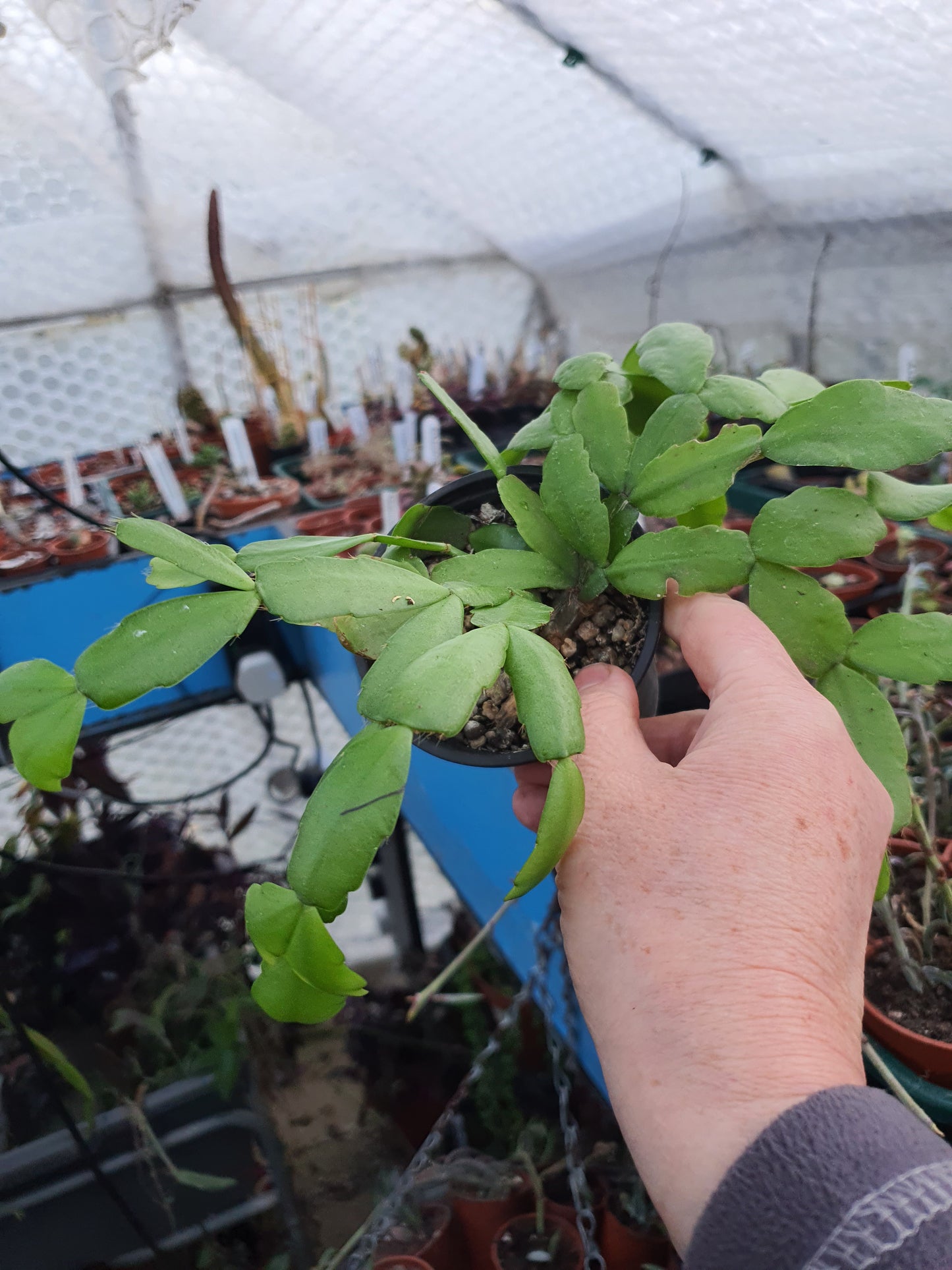 Schlumbergera  x buckleyi  /Christmas Cactus - Cutting - UK grown houseplant - Barney Plants
