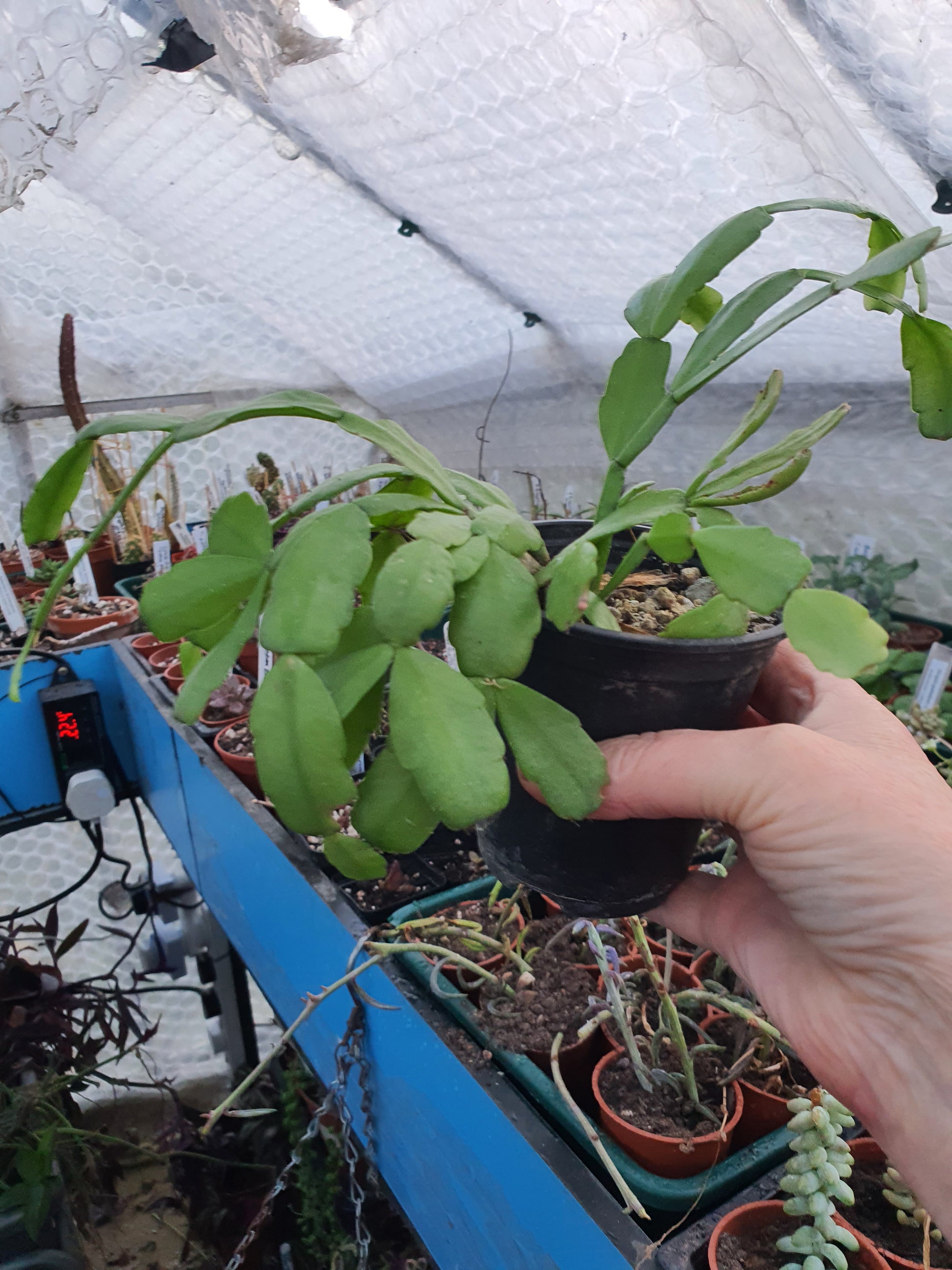 Schlumbergera  x buckleyi  /Christmas Cactus - Cutting - UK grown houseplant - Barney Plants
