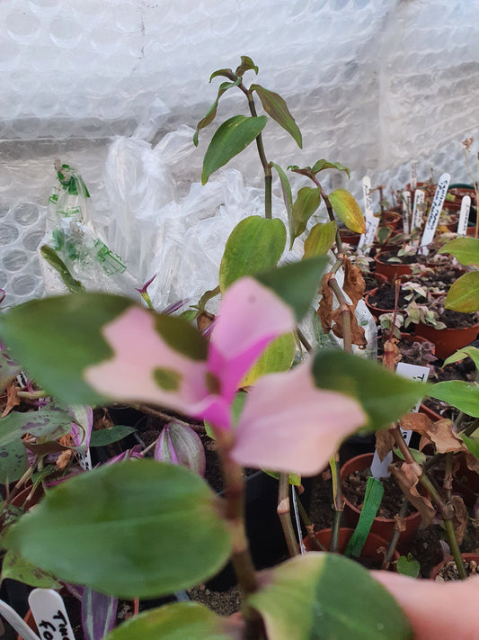 Tradescantia 'Blushing Bride' - Cutting