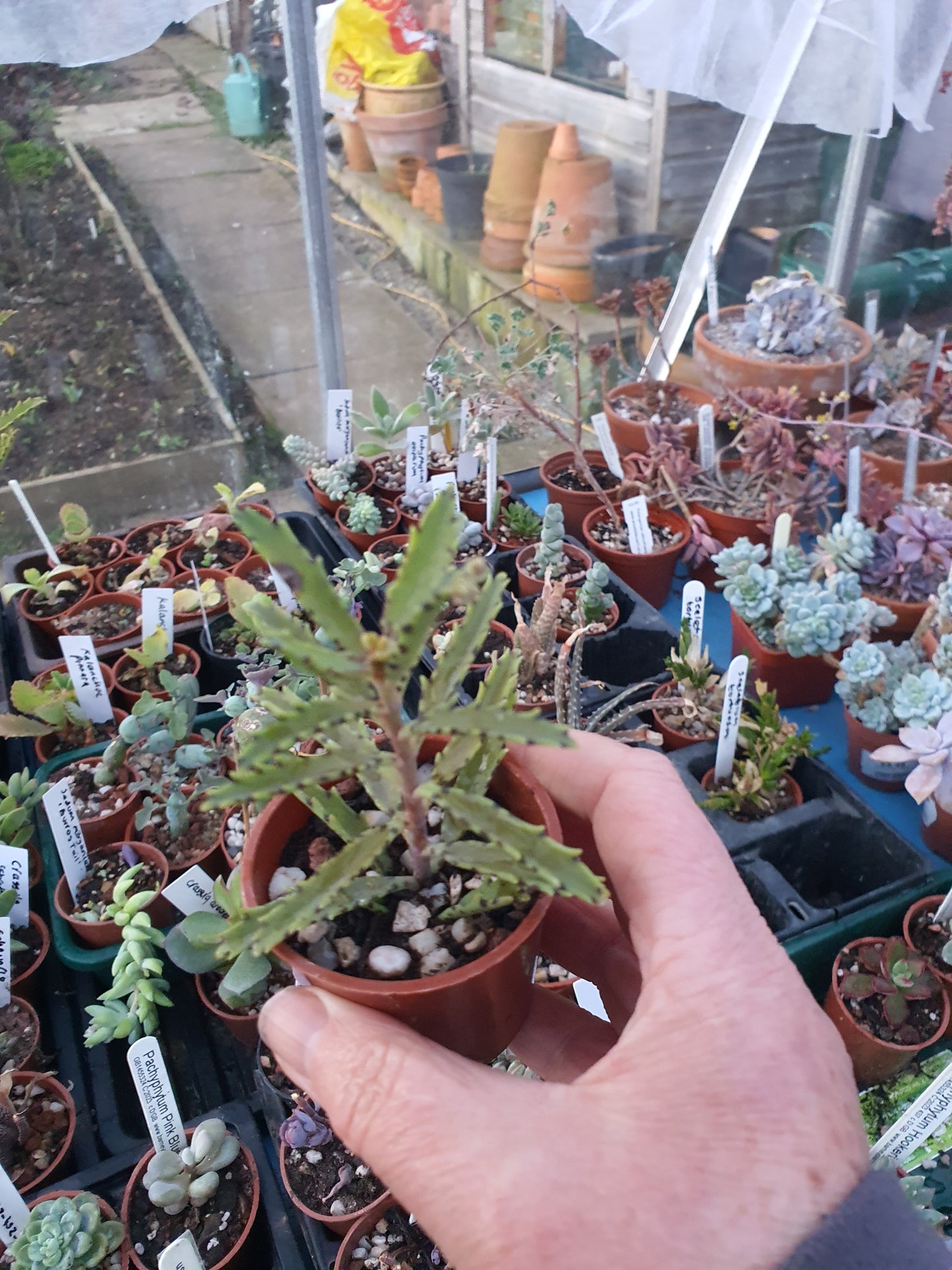 Kalanchoe tubiflora | Chandelier Plant |  Mother of Millions