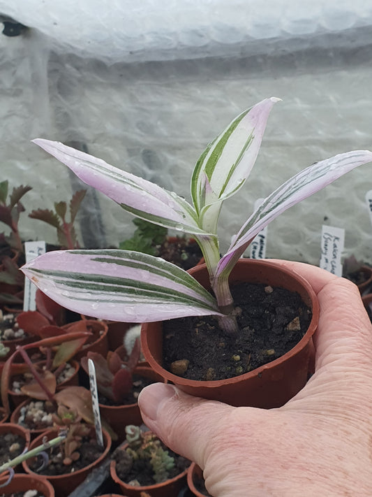 Tradescantia albiflora  'Nanouk' - Fantasy Venice - Pot plant