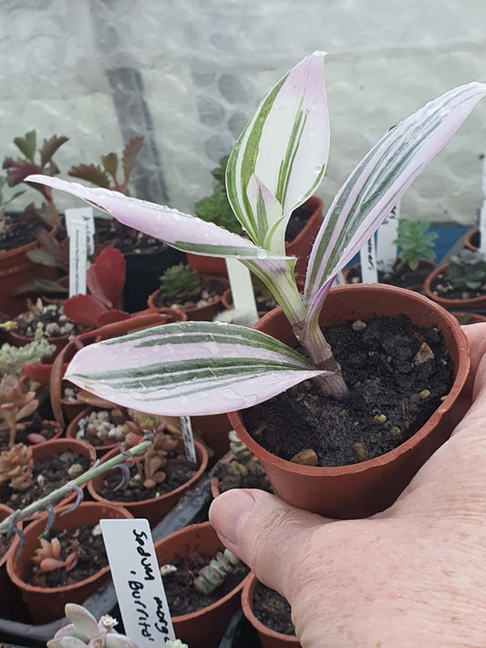Tradescantia albiflora  'Nanouk' - Fantasy Venice - Pot plant